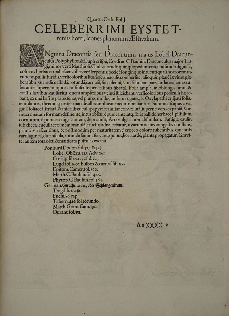 CELEBERRIMI EYSTE T- cenfis horti, [cones plantarum AE ftvalium. I o P 4 2 BN 3 RCM D 7, az. JI AzS ci minor vero Matthioli. Caulisaltitudo quinque pedum eratcraffitudo digitalis, colorex herbaceo pallefcens;ille veró ferpentisfpecieélonginquointuenti quafi horroremin- cutiens, pullis, luridis,verficoloribuslituris feu maculisconfperfus : alioquin plané levis, &amp; gla- ber,fübnixusradicealbida, rocundá,carnofá, fücculentá, &amp; in fobolem parvamlateralemextu- berante, fuperné aliquot craffiuículis proceffibus fibratá. Folia ampla, in oblongis fimul &amp; craffis,lavvibus, caulisritu, quem amplexibus veluti fulciebant, verficoloribus pediculis hzre- bant, exunábafiin partesfenas,vel plures, molles,ambitu rugatas, &amp; Oxylapathi crifpau folia. zmulantes, diremta, pariter maculisalbicantibusin medio notabantur. Summus fcapus € va- giná foliaceá, ftriatà, &amp; inferiüscucullipapyracerinftar convolutá,fuperné vero expanfá, &amp;in mucronatam formam definente,intusobícuré punicante,atq; foris pallidé herbacea, piftillum cornutum, é punicco nigricantem, depromfit, Aro vulgari non abfimilem. Faftigio caulis, füb theca cucullacec membranulá, fructus adnafcebatur, uvarum acinis congeftis conftans, | primó vireícentibus, &amp; poftmodum per maturitatem é croceo colore rubentibus, qui intus cartilaginea, duriufcula, rotunda feminafcrvant, quibuslicet tardé, planta propagatur. Gravi- terautem totaolet, &amp; mafticata puftulas excitat. PonituràDodon.fol.327.&amp; 328. Lobel. Obferu.327. Adv.26r. Cocfalp.lib.s.c.55.f01. 225. - Lugd.fol.16o2.bulbos. &amp; carnof'lib.xv. Epitom. Camer.fol. 3560. Matth.C. Bauhin.fol. 445. Phytop.C. Bauhin.fol. 364. German.GQradjeniourt ober Geblanaenfrauc, Trag,lib.2.c.81. Fuchí.86.cap. Tabern.416.fol.fecundo. Matth.Germ.Cam.190. Durant.fol.551.