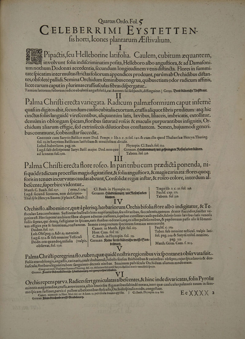 CELEBERRIMI EYSTETTEN:- his hora, Icones plantarum ZEftivalium. seo Pipactisfeu Helleborine latifolia. Caulem, cubitum zequantem, $5» involvunt folia indifcriminatim pofita, Helleboro albo anguftiora, &amp; ad Damafoni- um nothum Dodonei accedentia, fecundum longitudinem venisdiftincta. Flores in fummi- tate picatim inter multasftridtasfoliorum appendices prodeunt, parüm ab Orchidibus diftan- tesobfoleté pallidi.Semina Orchidum feminibus congrua,quibusetiam odor radicum affinis, licetearum caputin plurimascraffiufculas fibrasdifpergatur. Tantümlatiorumfoliorumindicioabaltetáanguftifolià,cui Autores fui fübjundtidiftinguitur.| Germ. 8téít blátericot Yutefftatt. Palma Chrifti ere&amp;a variegata. Radicum palmzformium caput inferné quafiin digitosabit, fccundum cauliscubitalisexortum, craffisaliquot fibris praeditum: atq; hic cinctusfolislanguidé virefcentibus, aliquantum latis, laevibus, liliaceis, imbricatis, extollitur. demümin oblongam fpicam,floribus faturaté rofeis &amp; maculis purpuranübus infignis, Or- chidum aliarum effigie, fed extrinfecus dilutioribus conftantem. Semen, hujusmodi generi- buscommune,fcobisinftarfuccedit. Convenit cum Satyrio Bafilico mare Dod. Pempt.2 lib.z. c. 31.fol. 240. &amp; cum illo quod Thaliusfuz Hercyn-Thuring. fol. n;.in Satyrium Bafilicum latifolium &amp; tenuifolium dividit. ; Lobcl.habetIcon. pag. i88. Phytopin. Cl. Bauh. fol. 124. Lugd.fub defcriptione Satyr.Bafil. major. Dod.nonquo| | German. jánbleintourf/mit gefprengten 9Rofinfarben blátern. ad Iconem fol.1563. |] Tabern fol. 556. | III Palma Chrifti ere&amp;a Bore rofeo. In paritribucum pradi&amp;tà ponenda, ni- fiquódradicum proceflus magis digitatifint,&amp;foliaanguftiora, &amp; magiscarinata:floresquoq; forisintenuesincurvatas caudasabeunt, Confolida regi inftar, &amp; rofco colore, interdum al- befcente.fuperbire videntur. Matth.C. Bauh. fol. 637. ( nem,f. 156g. CI. Bauh. in Phytopin.12;. | Tragolib.2. c. »2. fol. 9$. Lued. fecund. Iconem, non defcriptio- | German. 5jánelcinieuri | mit9Rofenfarben | Fuchíf. cap. 271. Thal.fylv.Hercyn.Saxon. (é placit.C.Bauh.)| bítinet. Tabern. fol 356. Orchisflo.albominor,queáplerisq; herbariorum Orchis bifoliaflore albo indigitatur, &amp; Te- fticulus Leucanthemus. Suftineturbulbulis binis napiformibus;fcu olivaribus, fucculentisquorum dexter flaccidior,finifter ve- octioreft. Hosfüperné ambiunt fibra aliquot adnexz craffiores,áquibus extolliturcaulis pedalis,fübtüs binis levibus latis venofis foliis feptus, qui deniq, faftigiatur in fpicam,raris floribus odoratisatq;ex albo pallefcentibus, &amp; papilionum paffis alis fe libranti- um cffigics pra fc ferentium,conftantem. Semen congencrum fpecicrumformam nonexcedit. Dodon.fol. 237. Camer. in Matth. Epit. fol. 625. Fuchf. c. 269. Lob.Obfpag.5s.Adv.6s. meminit. Hort. Cam. fol ur. Taber. füb nomine tefticul. vulpis lati- Lugd. 1554. &amp; fub nomine Tefticuli | C. Bauh. in Phytopin. fol. $19. | fol. pag.349. &amp; Satyrii trifol. nomine, Dodo.ceu quandoq;trifolia (vulpis.| German. ficine breite blátericterecifie Cotette pag. 353. obfervat, fol. 1556. briretrf. | Matth Gcrm. Cam. f. 803. Palma Chrifti peregrina flo.rubro,que quidénoftrisregionibus vix fpontanea obfervatafuit.. Foliis eratoblongis,anguftis, carinatis,caule dodranrali;foliolis fenfim ftri&amp;ioribus &amp; rarioribus obfcpto,cuJus fpica brevis&amp; den- fiufcula,floribuseleganti rubore fanguinco decoris nitebat. Seminum pulvifcula Orchidum aliarum modocrant. Congruit cum Thaliano SaxonoThuring. fol. 133. deliniato fub tertii Satyrii Bafilici maris tenuifolii fpecic. German, Sronbb ebmalbláteridot do ánbleimvurg.mit gam rotben blámli. adicesfertgeniculatas albefcentes,&amp; hinc inde divaricatas,folia Pyrole minoris magnitudine,craffa,atrovirentia albis liturisfeu ftigmatibusfübindé notata;inter qua cauliculuspalmaris raram in fum- 9 L E] ) : is € (culis,Orchidis fpiralis modo, congcftam. ofpicam fuftinet,parvis € pallore albefcentibusflo Orchi cong German. ZMeincrícdoenbevediffé Stenodhwurge Orchisrepensparva.R