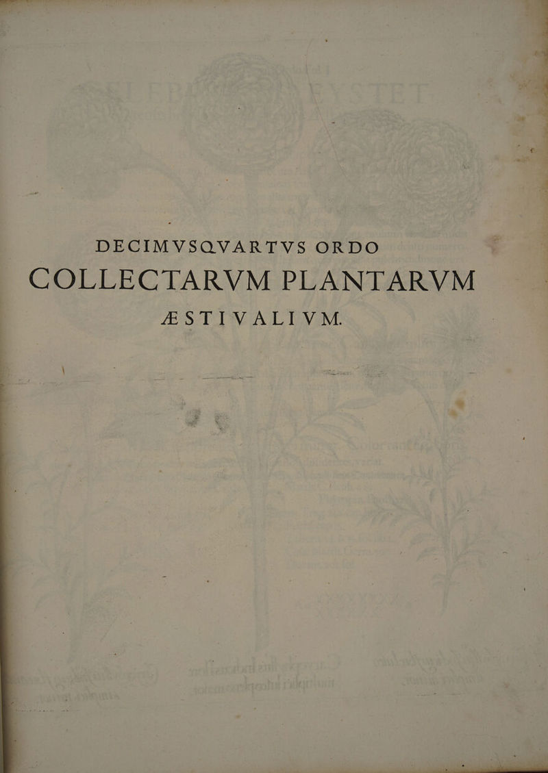 DECIMVSQVARTVS ORDO COLLECTARVM PLANTARVM £STIVALIVM