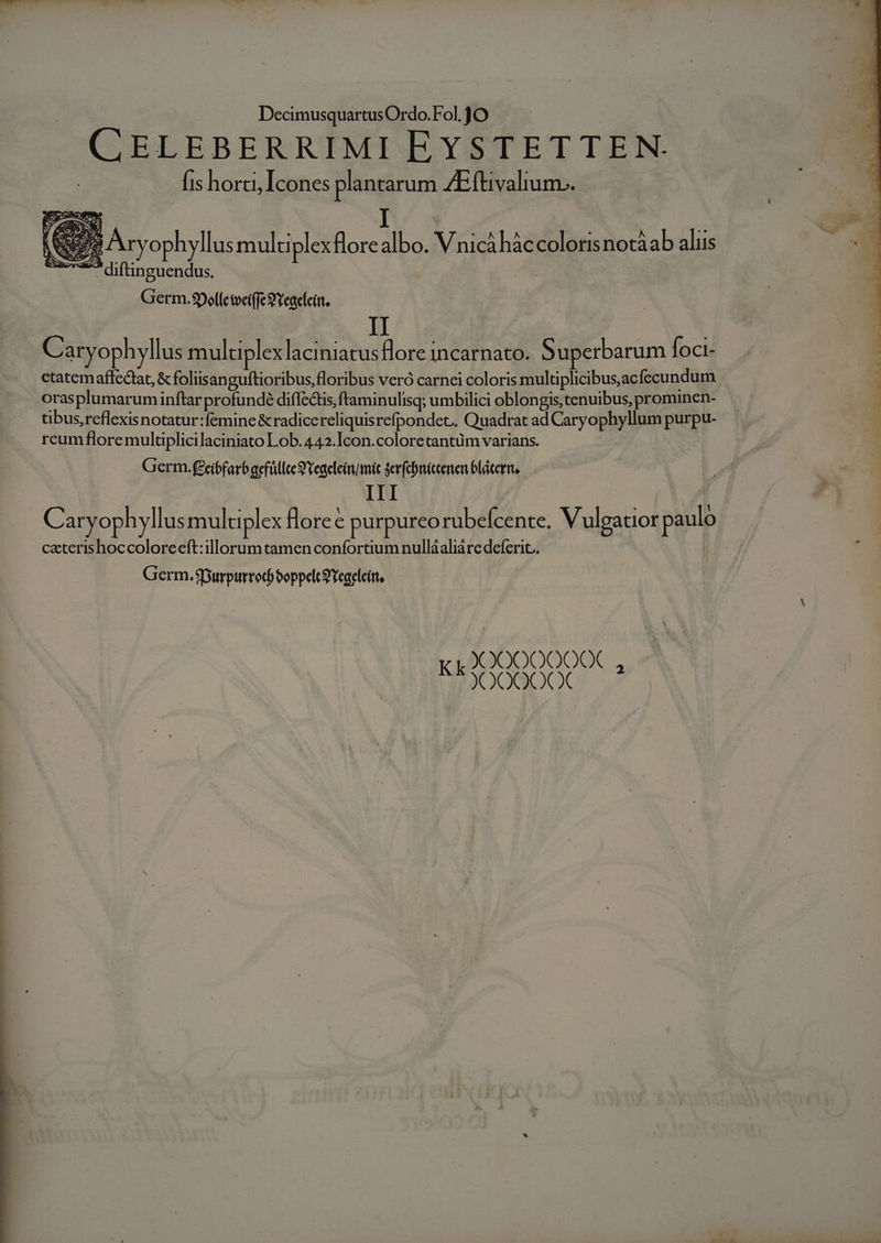 CELEBERRIMI EYSTETTEN. fis horti, Icones plantarum ZEftivalium-. S AO N. , f ^ hr Ayr Aryophyllus multu plex florealbo. Vinicáháccolorisnotàab aliis Germ.9polletociffegYegeieín. | Caryophyllus muluplexlaciniatus flore incarnato. Superbarum Íoci- ctatemaffedat, &amp; foliisanguftioribus, floribus veró carnei coloris multiplicibus,ac fccundum orasplumarum inftar profunde diffecus, ftaminulisq; umbilici oblongis, tenuibus, prominen- tibus, reflexis notatur:femine &amp;radicereliquisrefpondet.. Quadrat ad Caryophyllum purpu- rcum flore multiplicilaciniato Lob. 442.Icon.coloretantüm varians. Germ. (£ei6farb aefüllce S Yegeleivumác ferfcbnictenen bláterit, ; III ij Caryophyllus muluplex foree purpureo rubefcente. Vulgatior paulo caterishoccoloreeft:illorum tamen confortium nullàáaliáre deferit.. | Germ. Spurpiurro) boppelt 9 Tegeleítt, XOOOOO00X ENXOOSO0Q