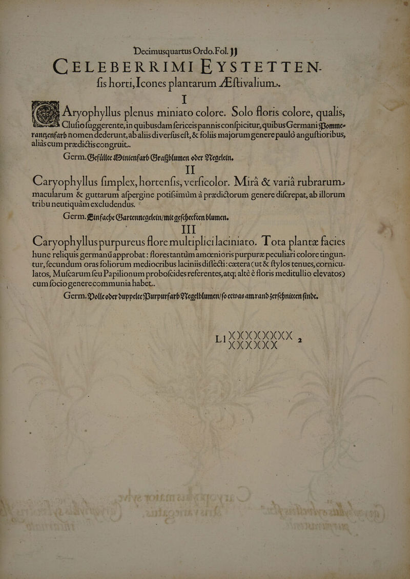 CELEBERRIMI EYSTETTEN fis horti, Icones plantarum 4Eftivalium.. c ? Axyoph llus plenus miniato color C. Solo floris colore, qualis, Sue a6 Clufiofuggerente, in quibusdam fericeis pannis confpicitur, quibusGermani spomttie- rantgemfarb nomen dederunt;abaliisdiverfuseft, &amp; foliis majorum genere pauló anguftioribus, aliáscum predictiscongruit.. Germ. Gsefüfc oinienfarb Gorafibfutnen ober S'Yegclettt, | II Caryophyllus (implex, hortenfis, verficolor. Mirá &amp; varià SS AR UN macularum &amp; guttarum afpergine potifsimüm à predictorum g genere difcrepat, ab illorum tribu neutiquàm excludendus. : Germ. f£ínfacfe Glartenmegeein mic qefibecfen Blumen. Caryophyllus petpureus flore mulaplici laciniato. Tota plante facies hunc reliquis germanüapprobat : florestantümamoenioris purpura peculiari colore tingun- tur,fecundum orasfoliorum mediocribus laciniis diffecti: cetera cut &amp; ftylos tenues, cornicu- latos, Mufcarumfcu Papilionum probofcidesreferentes,atq; alté € floris meditullio elevatos) cumíociogenerecommunia habet. Germ.9Delle ober uppelcesDurpurfarbgYcaelbfumerufo etvae amyrano ser(cbriecert (ioc, LIXXXX0O00XX , JOOQOCXCX 39d ; Zn € M Lm Ema