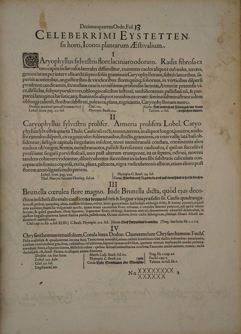 CELEBERRIMI EYSTETTEN.- fis horci, Icones plantarum ZEftivalium.. EU Aryophyllus [ylveftrisHlorelaciniato odorato. Radix fibrofa ex CN UP |o unocapiteinfurculoslaterales diffunditur, exerentes caulesaliquotcubitales teretes, ———— geniculatim perintervallaardé feptosfoliis gramineisCaryophyllorum,fübtüs latioribus, fu-. -.. - periusacutioribus,anguftioribus &amp; viridioribus:floresquinq; foliorum, in verticibus difperfi prodeuntcandicantes,fecundum orasin tenuifsimas profundas lacinias, Armerix pratenfis vi- ce,diffectas, fübpurpurafcentes,oblongiscalicibus fuftenti, umbilicotenus pallidiufculi, &amp; pur- purcálanugineáhirfutieatq; ftaminulisaliquot tenuibusexornati: femina fübminiftrantiidem oblongicaliculi, floribus fübftrati, paleacea;plana,nigricantia, Caryophyllorum more». Dodon.maximéquoad Iconemrz;.f. ) Cluf. 284. [fon teoltíed)eno Sebernegete/mit bratitn Lobcl. Icon. pag. 451. fol. Phytopin. Bauh.394. Tabern. 4. fol. Cfeciftedoten blimen. 4 II Caryophyllus [ylveftris prolifer. Armeria prolifera Lobcl. Caryo- phylleafylveftrisquarta Thalii. Cauliculi recti, tenues,teretes,in aliquotlongosjunceos,nodo- fosramulos difperfi, circageniculos foliistenuibus;ftrictisegramincis, ex intervallis latà bafi ob- fidentur; faftigus capitula fingulatim infident, tenui membranulá conflata, continentia alios multos ob'ongos, firmos, membranaccos, pallidé flavefcentes cauliculos, é quibus füccefsive profiliunt finguli parvi flofculi, uno poft alterum erumpente, ita ut fepteni, octoni, noveni tandem cohzrere videantur, diluté rubentes:fücceduntinisdem fibi fübftratis caliculatis con- ceptaculisfemina copiofa, exilia, plana, paleacea, nigra: radiculatenuisalbicat;ctiamaltero poft | floremannolignefcendoperiens. — . | 1 Lobcel. Icon. pag. 449. | Phytopin.C. Bauh. sos. fol. E Thal. Harcyn.SaxonoThuring. fol.26. Germ.QDífo flcin rotb Ytcgefcin/ta jt bil aug cinem Dáttlcin Derfür friecben. | m ! : Brunella coerulea flore magno. Inde Brunella di&amp;a, quod cjus deco- 1 cumin febriliillo malo cauftico$er breitead oris &amp; lingua vitia prarfidio fit. Caulis quadrangu- lariseft, pedem quandogq; altus, molliter hirfütus, rectus, binis geniculatim fubhirfutis oblongis foliis, &amp; leniter crenatis, a quali ortu ambitur, Brunclle vulgatioris modo, quam ctiam cacuminis flores referunt, € cocruleo faturate purpurei, nifi quód ventre laxiore, &amp; galeà grandiore, illam füperent : fequuntur flores, oblongi, fceminum utriculi, (ummotenus nonnihil denticulati, in quibus fingulisquaterna latent femina pufilla, pallefcentia, Ocimo minora, levia : radix fübnigncat, plurimá fibratà fobole an- nuatim fc multiplicans. Cluf cap.24.lib. 4.fol.XLIII.] C. Bauh. Phytopin. 504. fol. |Germ.Girof urpurblato bratinelen.. | Trag. fincIcon.lib. 1. c.103. | IV Chryfanthemum tenuifolium,Cotula lutea Dodon. Chamamelum Chryfanthemum Fuchf. Folia multifida &amp; quadantenus incana fant, Tanacetum nonnihil, ctiam crebris tenuifsimis fcité duis fectionibus mulantia; caulem confcendunt gracilem, cubitalem, vel altiorem,füperné inramosdivifum, quorum vertices Anthemidis modo circinna- tosedunt flores, cleganterluteos, Millcfolii odore ; quibus fubnafcunturfemina conferta, Tanaceto multó minora, tenuia : radix duriufcula cft, deníé fibrata, in aliquot annos diuturna. Dodon. 258. fine Icon. ^ Matth.Cafp. Bauh. fol. 652. Trag, lib. 1. cap. 4$. Lobel. 345. Adv. Phytopin. C. Bauh.226. (men| Fuchí.cap.$. — » Cluf 332. fol. Germ. GXdóc €itcínblumen ober Ctreidobitie| ^ Tabern. s6.fol. lib.r Lugdunenf $62. | XOO0000€X n OO dea, » —