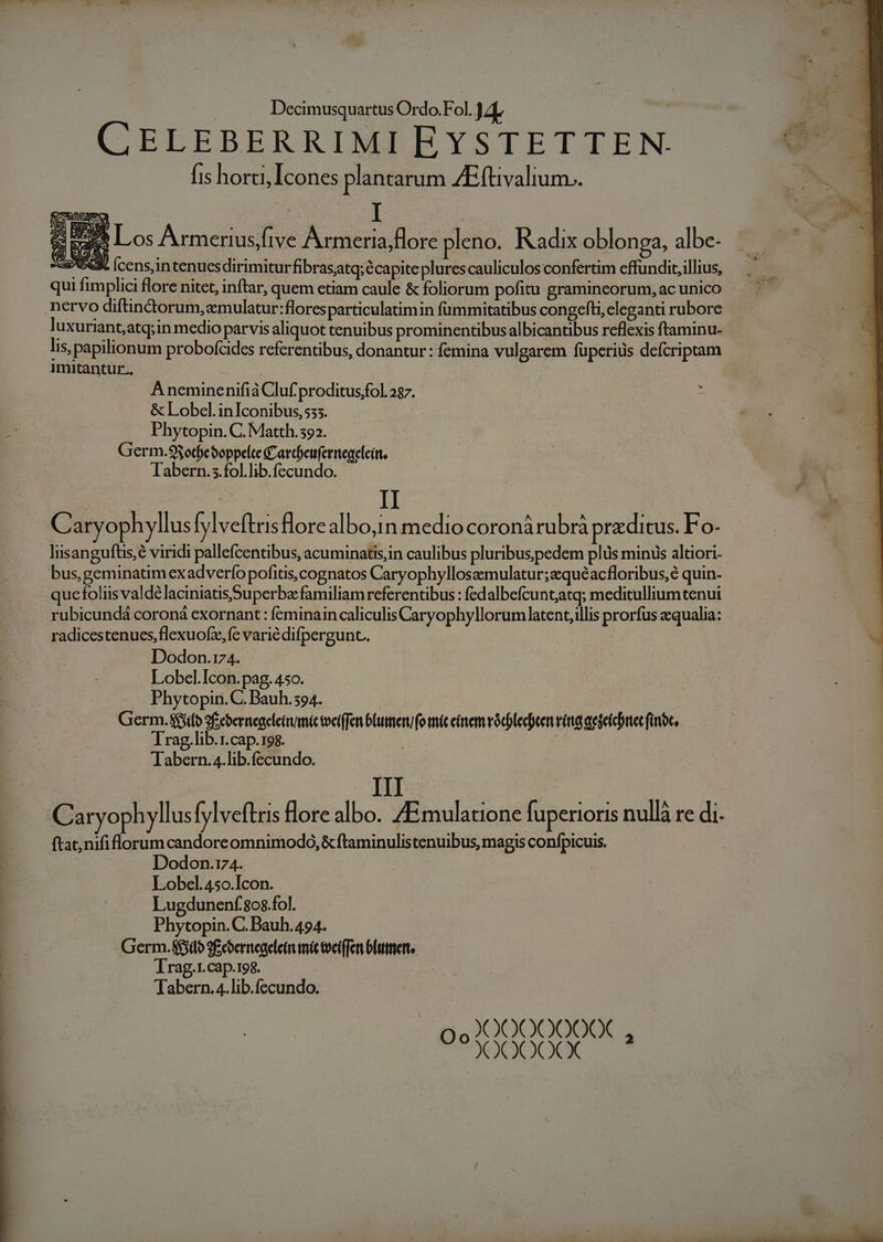 CELEBERRIMI EYSTETTEN. fis horti, Icones plantarum ZEftivalium.. : I A : e Los Armeriusfive Armeria,flore pleno. Radix oblonga, albe- Se *€3. [cens,intenues dirimiturfibrasatq;écapite plures cauliculos confertim effundit, illius, qui fimplici flore nitet, inftar, quem etiam caule &amp; foliorum pofitu gramineorum, ac unico nervo difüinctorum,zmulatur:flores particulatimin fümmitatibus congefti, eleganti rubore luxuriant, atq;in medio parvis aliquot tenuibus prominentibus albicantibus reflexis ftaminu- lis, papilionum probofcides referentibus, donantur : femina vulgarem fuperius defcriptam imitantur. A neminenifià Cluf proditusfol. 287. &amp; Lobel.inIconibus, 555. Phytopin. C. Matth. 592. Germ.$3otfeboppelte Catcoeufernegelein. Tlabern.s.fol.lib.fecundo. Caryo hyllus [ylveftrisflore albo;in medio coronà rubrà praeditus. Fo- liisanguftis, viridi pallefcentibus, acuminatis,in caulibus pluribus;pedem plus minus altiori. bus,geminatim exadverfo pofitis, cognatos Caryophylloszemulatur;zquéacfloribus,é quin- quefoliisvaldélaciniatisSuperba familiam referentibus: fedalbefcunt;atq; meditulliumtenui rubicundá coroná exornant : feminain caliculis Caryophyllorumlatent,illis prorfus qualia: radicestenucs,flexuofz,fc variédifpergunt. : Dodon.174. Lobcl.Icon. pag. 450. Phytopin. C. Bauh.594. Germ.8$£ifo 9f coerneaeleiumic toetffen bLutmeru (o mit emtem vócblecbcer vira aedetchrter finc, Trag,lib.1.cap.198. | Tabern.4.lib.fecundo. | | III Caryophyllus ylveftris flore albo. ZEmulatione fuperioris nullà re di. ftat;nififlorum candoreomnimodo, &amp; ftaminulistenuibus, magis confpicuis. Dodon.17z4. Lobel.45o.Icon. Lugdunenf.808.fol. Phytopin. C. Bauh. 494. Germ. $5$5ilo 2Ecoernegeletumic tvetffen blutmert, Trag.1.cap.198. | Tabern.4.lib.fecundo. OOOO00€X Se XX XXX 2