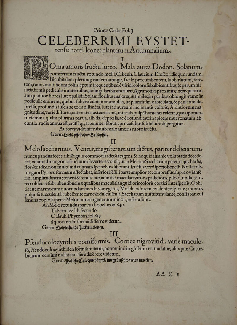 CELEBERRIMI EYSTET- cenfis hora, [cones plantarum Autumnalium.. 7. (ma amoris fru&amp;tu luteo. Mala aurea Dodon. Solanum. P3) pomiferum fructu rotundo molli, C. Bauh. Glaucium Diofcoridis quorundam. as Po Bicubitalem plerunq; caulem attingit, facilé procumbentem, fübhirfütum, tere- tem,ramismultifidum,foliisfeptum frequentibus,e viridi colore fübalbicantibus,&amp; parüm hir- futis/firmispediculisinnitentibusacfingularibusincifuris,A grimonie proximis inter quzctres autquatuor flores luteopallidi,Solani floribus majores, &amp; fimiles,in paribus oblongis ramofis pediculis eminent, quibus fübcrefcunt poma mollia, ut plurimum orbiculata, &amp; paulatim de- prefla, profundis fulcis ac toris diftincta, lutei ad aureum inclinantis coloris, Arantiorum ma- gnitudine,variédiftorta,cute exteriustenerrimá, interius pulpá humenti referta, qua operiun- turfemina quàm plurima parva, albida, deprefla;ac é rotunditateinapicem mucronatum ab- cuntia:radixannua eft;cráffaq; ,&amp; tenuiter fibratisprocefsbusfub tellure difpergitur.. Autores videinferiusfub maloamorisrubro fructu. Germ.(ficbópffel/ober Goltópffel. | II Mfelofaccharinus. Venter,magifter arcium dictus, pariter deliciarum, nuncupandusforet, fibi&amp; gula commodisadeo fatagens, &amp; nequid fuis hic voluptatis decede- ret,ctiamad mangoniafrudtuumfe vertere voluit, utin MeloneSaccharino patet, cujus herba, flos&amp;radix,non multümà cognatisfpeciebus differunt, fructus vero fpeciofior eft. Nofter ob- longam Pyrorüformam affectabat inferiori fefsili parteamplior &amp; compreffus, fupra ovianfe- rini amplitudinem ;tenerá &amp; tenuicute;acinitió maculati viroris pallidioris, pilofo, undiq; lu- teo obfcuréfuübrubentibusinzqualibus maculislanguidioris coloris cortici interfperfis, Ophi- tisautmarmorum quorundam modo variegatus, Moíchi odorem evidenter fpirans; interius pulpofá fucculentá rubefcentecarne &amp; dulciufculá,5accharum guftuaemulante, conftabat, cui feminacopiofafpecie Mclonum congenerum minoriinfertafunt. AnMelorotundusparvusLobel.icon.640. Tabern.rz7.lib.fecundo. C. Bauh. Phytopin.fol. 619. àquotantüm formá differre videtur. Germ.$jolríechenbeSucfermeoneit, III Pfeudocolocynthis pomuiformis. Cortice nigroviridi, varie maculo- fo, Pfeudocolocynthidenformáimitatur,acomnino in globum rotundatur, alioquin Cucur- bitarumcenfum nullatenusferé deferere videtur. | Germ. 5falfcfc £olocond)opffel micgrüm(cbtoartgen macer, AA X s