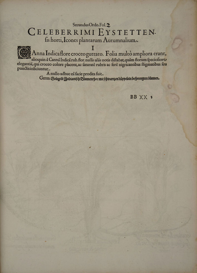 CELEBERRIMI EYSTETTEN. fis horti Ll, Icones plantar um Autumnalium.. XS Á Anna Indicaflore croceo guttato. Folia mulco ampliora erant, 2) alioquin à à Canná Indicá rub.flor. nullis aliis notis diftabat, quàm florum fpeciofiore clegantià, qui croceo colore placent, ac faturaté rubris ac fere Desa phus ftigmatibus fcu punctüsinficiuntur.. | À nullo adhuc cá facie prodita fuit.. Germ. Gjoftacló :dnbianifcb SStumenrbo mit fijtoarten bppelein befprenacen ble, !, m dH a du aas bh uut cw ur DW P.