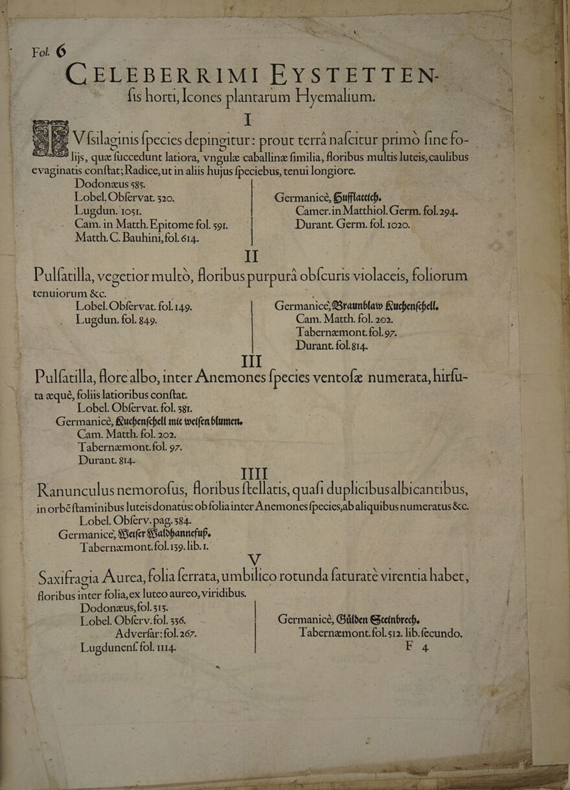 !  ó Du Eu : i CELEBERRIMI EYSTETTEN.- | , : fis horti, Icones plantarum Ly j- sss Vfsilaginis Ípecies depingitur: prout terrá nafcitur primo Íine de P SES lijs, qua M ntedun latiora, vngule caballinz fimilia, floribus multis luteis,caulibus evaginatis conftat; Radice, ut in alus hujus fpeciebus, tenui longiore. | E Dodonzus sss. | | Lobel. Obfervat. 320. | — Germanice, Bufflattd). Lugdun. 10st. | ! Camer.in Matthiol. Germ. fol. 294. Clin. in Matth. Epitome 5 59I. | | Durant. Germ. fol. 1020. Matth.C. Bauhini,fol. 614. | JI : Pulfllla vegetior multo, floribus purpurà i obícuris violaceis, foliorum , tenuiorum &amp;c. .. | Lobel.Obfervat. fol.149. | | Germanice, arie fucienfifell, Lugdun. fol. 849. Cam. Matth. fol. 20». T | Tabernamont.fol.97. E | : Durant.fol.g14. j II Pulficills Bore albo, inter Anemones fpecies ventofz numerata, hirfu- ta aeque, foliis latioribus conftat. Lobel. Obfervat. fol. sgr. | Germanice, Éucbenfcbell mit toeifet blues Cam. Matth. fol. 202. Tabernzmont fol. 97. |  Durant. 814. | | ; | Ranunculus nemorofus, foribus (tellatis, quafi duplicibus albicantibus, | inorbéftaminibus luteis donatus: obfoliai inter Anemonces Be ce aliquibus numeratus &amp;ce Lobel. Obferv. pag. 384. . Germanice, Sfyetfer SSalobannefup, Tabernamont. fol. 139. lib. n Saxifragia Aurea, folia ferrata, umbilico rotunda faturaté virentia haber, floribus inter folia,ex luteo aureo, viridibus. Dodonaus.fol. 315. | | | 4 . . Lobel. Obferv.fol. 536. ! — Germanice, Güloe Gxceinbrecb, : | ca | dur Adverfar:fol.267. | Tabernamont.fol.512. lib.íecundo. -