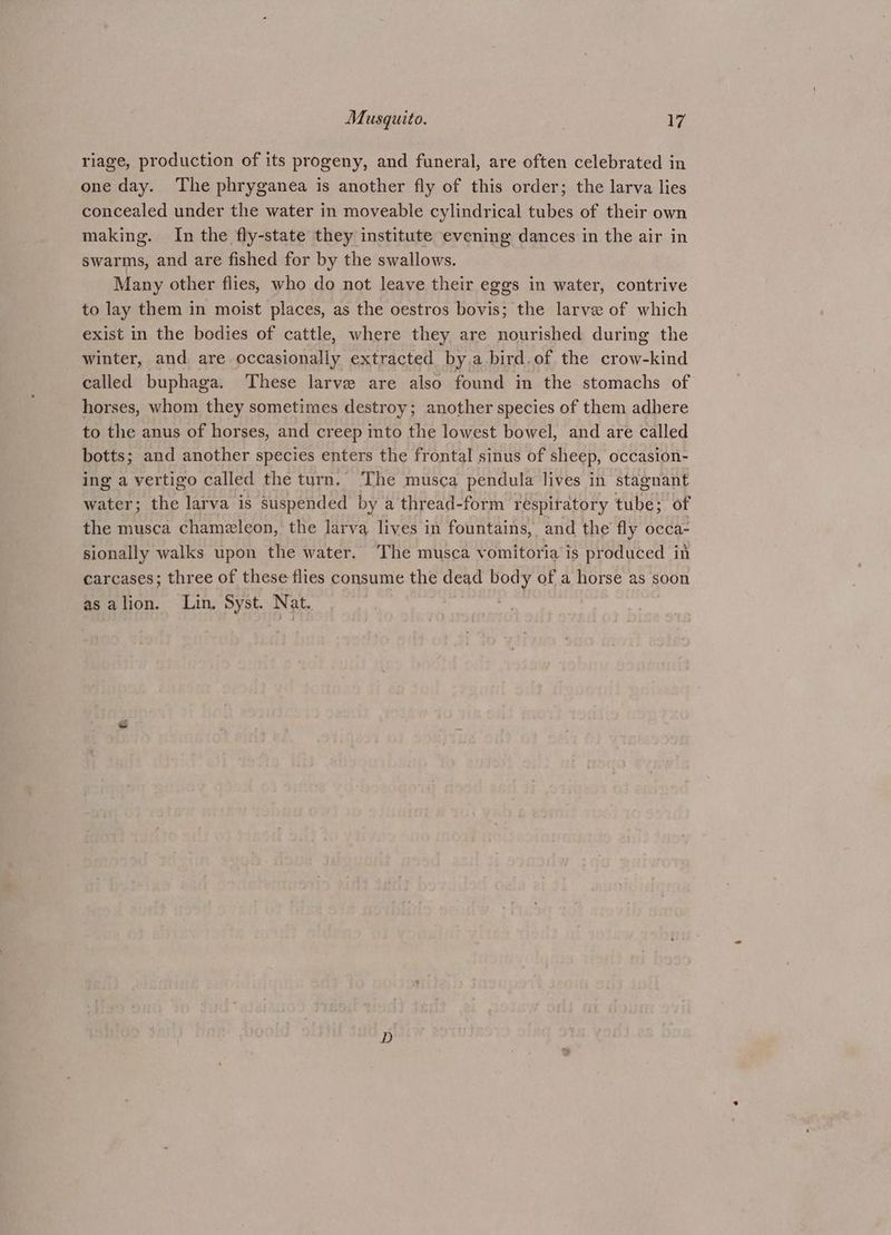 riage, production of its progeny, and funeral, are often celebrated in one day. The phryganea is another fly of this order; the larva lies concealed under the water in moveable cylindrical tubes of their own making. In the fly-state they institute evening dances in the air in swarms, and are fished for by the swallows. Many other flies, who do not leave their eggs in water, contrive to lay them in moist places, as the oestros bovis; the larve of which exist in the bodies of cattle, where they are nourished during the winter, and are occasionally extracted by a bird.of the crow-kind called buphaga. These larve are also found in the stomachs of horses, whom they sometimes destroy; another species of them adhere to the anus of horses, and creep into the lowest bowel, and are called botts; and another species enters the frontal sinus of sheep, occasion- ing a vertigo called the turn. The musca pendula lives in stagnant water; the larva is suspended by a thread-form respiratory tube; of the musca chameleon, the larva lives in fountains, and the fly occa- sionally walks upon the water. The museca vomitoria is produced in carcases; three of these flies consume the dead body of a horse as soon asalion. Lin, Syst. Nat. D