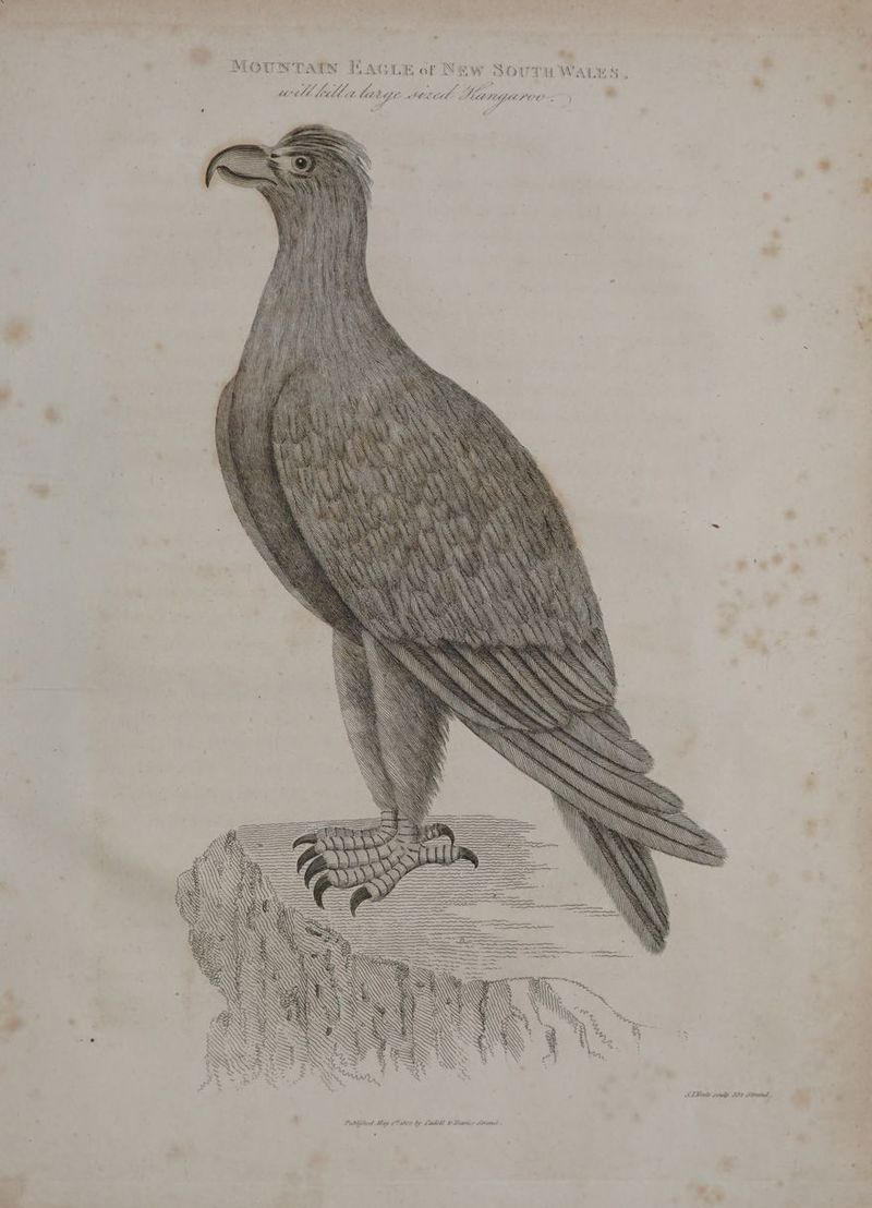 MOUNTAIN HAGLE of New SouruWaes.