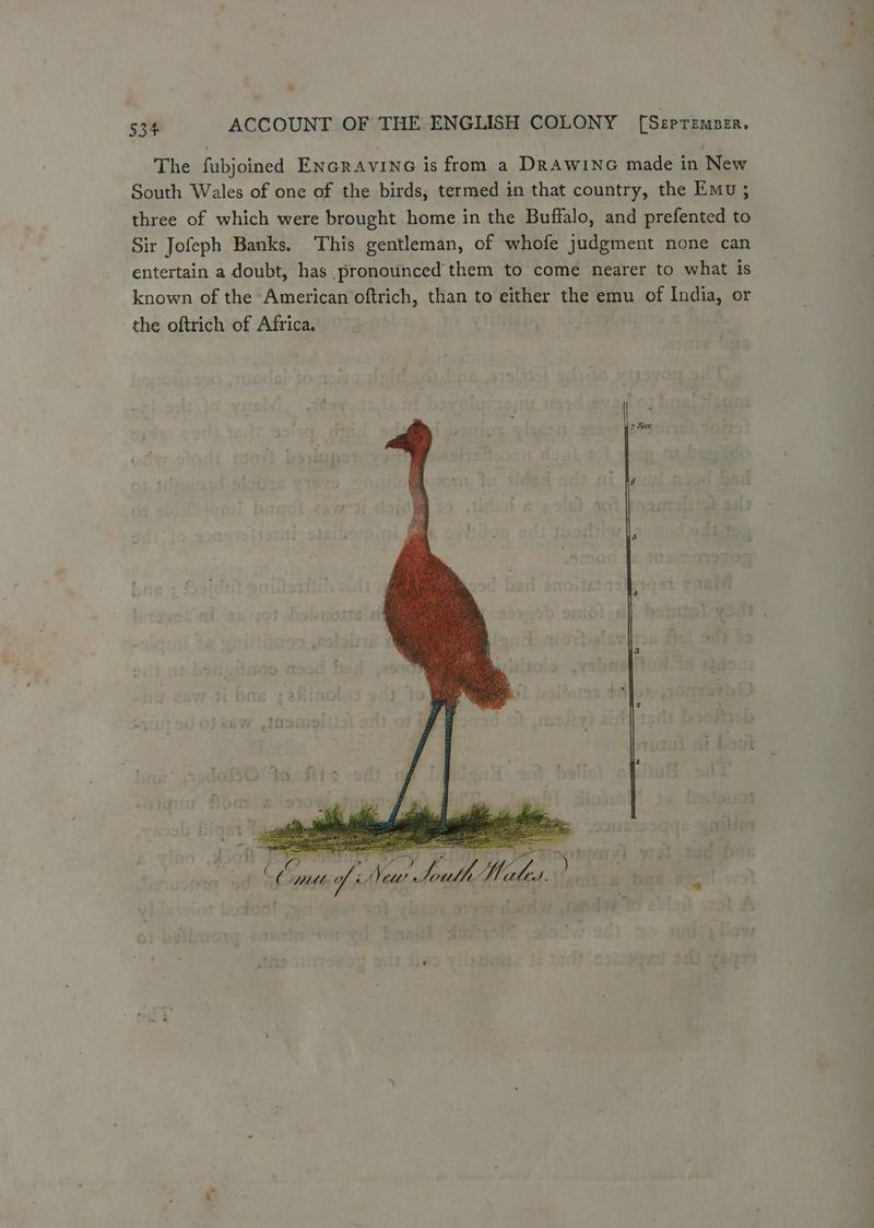 The fubjoined ENGRAVING is from a DRAWING made in New South Wales of one of the birds, termed in that country, the Emu ; three of which were brought home in the Buffalo, and prefented to Sir Jofeph Banks. This gentleman, of whofe judgment none can entertain a doubt, has pronounced’ them to come nearer to what is known of the American oftrich, than to either the emu of India, or the oftrich of Africa.