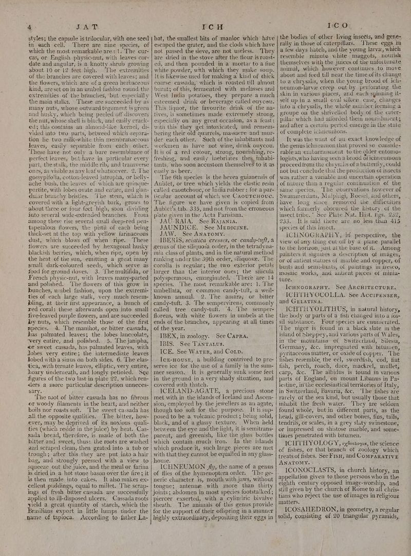 ‘4: SUAS T styles; the capsule is trilocular, with one seed in each cell. ‘There are nine species, of which the most remarkable are: 1. The cur- cas, or English. physic-nut, with leaves cor- date and angular, is a knotty shrub growing about 10 or 12 feet high. The extremities of the branches are covered with leaves; and the flowers, which are of a green herbaceous kind, are set on in an umbel fashion round the extremities of the branches, but especially the main stalks. These are succeeded by as many nuts, whose outward tegument is green and husky, which being peeled off discovers the nut, whose shell is black, and easily erack- ed; this contains an alimond-like kernel, di- vided into two parts, betweed which separa- tion lie two milk-white thin membranaceous leaves, easily separable from each other. These have not only a bare resemblance of perfect leaves, but have in particular every part, the stalk, the middle rib, and transverse ones, as visible as any leaf whatsoever. 2. The gossypifolia, cotton-leaved jatropha, or belly- ache bush, the leaves of which are quinque- partite, with lobes ovate and entire, and glan- duiar branchy bristles. he stem, which is covered with a light-greyish bark, grows to about three or four feet high, soon dividing ynto several wide-extended branches. From among these rise several small deep-red pen- tapetalous flowers, the pistil of each being thick-set at the top with yellow farinaceous dust, which blows off when ripe. These tlowers are succeeded by hexagonal husky blackish berries, which, when ripe, open by the heat of the sun, emitting a great many small dark-coloured seeds, which serve as food for ground doves. 3. ‘The multifida, or French physic-nut, with leaves many-parted and polished. ‘The flowers of this grow in bunches, umbel fashion, upon the extremi- ties of each large stalk, very much resem- bling, at their first appearance, a bunch of red coral: these afterwards open into small tive-leaved purple flowers, and are succeeded by nuts, which resemble thase of the first species. 4. The manihot, or bitter cassada, fas palmated leaves; the lobes lanceolate, very entire, and polished. 5. The janipha, “or sweet cassada, has palmated leaves, with Jobes very entire; the intermediate leaves Sobed with a sinus on both sides. 6. The elas- tica, .with ternate leaves, elliptic, very entire, hoary underneath, and longly petiolied. See figures of the two last in plate 22, which ren- <iers a more particular description unneces- sary. - ‘ ‘The root of bitter cassada has no fibrous or woody filaments in the heart, and neither boils nor roasts soft. The sweet cassada has ali the opposite qualities. The bitter, how- ever, may be deprived of its noxious quali- sada bread, therefore, is made of both the bitter and sweet, thus: the roots are washed aud scraped clean, then grated into. a tub or trough; after this they are put into a hair bag, and strongly pressed with a view to squeeze out the juice, and. the meal or farina is dried in a hot stone bason over the fire; it is then made. into cakes. It also makes ex- cellent puddings, equa] to millet. The scrap- ings of fresh bitter cassada are successfully applied to ill-disposed ulcers. Cassada roots yield a. great quantity of starch, which the Brasilians export in little lumps under the name of tapioca, : CH bat, the smallest bits of manioc which hdve escaped the grater, and the clods which have not passed the sieve, are not useless. They are dried in the stove after the flour is roast- ed, and then pounded in a mortar to a fine white powder, with which they make soup. It is likewise used for making a kind of thick coarse cassada, which is roasted till almost burnt; of this, fermented with melasses and West India potatoes, they prepare a much esteemed drink or beverage cailed ouycou. This liquor, the favourite drink of the na- tives, is sometimes made extremely strong, especially on any great occasion, as a feast: with this they get intoxicated, and remem- bering their old quarrels, massacre and mur- der each other. Such of the inhabitants and workmen as have not wine, drink ovycou. It is of a red colour, strong, nourishing, re- freshing, and easily inebriates the, inhabi- tants, who soon accustom themselves to it as easily as beer. The 6th species is the hevea guianensis of Aublet, or tree which yields the elastic resin called caoutchouc, or India rubber : for a par- ticular account of which see CaouTcHove. The figure we have given is copied from Aublet’s tab. 335, and not fromthe erroneous plate given in the Acta Parisiana. JAU-RATA. ‘See Rayania. JAUNDICE. See MepIcINE. JAW. See ANaTomy. -IBERIS, sciatica cresses, or candy-tuft, a genus of the siliquosa order, in the tetradyna- inia class of plants, and in the natural method ranking under the 39th order, siliquose. ‘The corolla is regular; the two exterior petals larger than the interior ones; the silicula polyspermous, eniarginated. . There are 14 species. ‘The most remarkable are: 1. The umbellata, or common candy-tuft, a weill- known annual. 2. The amara; or bitter candy-tuft. 3. The sempervirens, commonly called tree candy-tuft. “4. The semper- florens, with white flowers in umbels at the ends of the branches, appearing at all times of the year. IBEX, in zoology. See CAPRA. IBIS. See TAnTaus, ICE. See Water, and Corp. Ice-HousE, a building contrived to pre- serve ice for the use of a family in the sum- mer season. It is generally sunk some feet in the ground in a very shady situation, and covered with thatch. ICELAND-AGATE, a precious stone met with in the islands of Iceland and Ascen- sion, employed by the jewellers as an agate, though too soft for the purpose. It is sup- posed to be a volcanic product; being solid, black, and of a glassy texture. When held between the eye and the light, it is semitrans- parent, and greenish, like the glass bottles Iwhich contain. much iron. In the islands which produce it, such large pieces are met with that they cannot be equalled in any glass- house. ICHNEUMON jy, the name of a genus of flies of the hymenoptera order. ‘The ge- neric character is, mouth with jaws, without tongue; antenne with more than thirty joints; abdomen in most species footstalked , piercer exserted, with a cylindric bivalve sheath. he animals of this genus provide for the support of their offspring in a manner highly extraordinary, depositing their eggs in nn I:c O the bodies of other: living insects, and gene- rally in those of caterpillars. ‘hese eggs in a few days hatch, and the young larvz, which resemble minute white maggots, . nourish themselves with the juices of the unfortunate animal, which however continues to move about and feed till near the time ofits change to a chrysalis, when the young brood of ich- neumon-larve creep out by perforating the skin in various places, and each spinning it- self up in a small oval silken case, changes into a chrysalis, the whole number forming a groupe on the shrivelled body of the cater- pillar which had atiorded them nourishnent; and after a certain pericd emerge in the state of complete ichneumons. ees It was the want of an exact knowledge of the genus ichneumon that proved so conside- rable an emibarrassuient to the older entomo- logists,who having seen a brood of ichnewmnens proceed trom the chi ysalis ofa buitertiy, could not but conclude that the production oi insects was rather a variable and uncertain operation of nature than a regular contmuation of the same species. ‘The observations however of Swammerdam, Malphigi, Reesel, and others, have long since removed the difticuities which formerly obscured the history. of the insect tribe.” See Plate Nat. Hist. tgs. 232, 233. Itis said there are no less than 415 species of this insect. ; iICHNOGKAPHY, in perspective, the view of any thing cut olf by a plane parallel to the horizon, just atthe base of it. Among painters it signines a description of images, or of antient statues of marble and copper, of busts and semi-busts, of paintings in aresco, mosaic works, and autient pieces of minia- ture. IcHNOGRAPHY. See ARCHITECTURE. ICHTHYOCOLLA. See AcciPENsER, and GELATINA. ICHTHYOLITHUS, in natural history, the body or parts of a fish changed into a jos- sil substance. Four species are enumerated, ‘The niger is found in.a black slate in the island of Sheppey, and various parts of Wales, in the mountains of Switzerland, Silesia, Germany, &amp;c. impregnated with bitumen, pyritaceous matter, or oxide of copper. The fishes resemble, the eel, swordfish, cod, flat fish, perch, roach, dace, mackrel, mullet, carp, &amp;c. The albidus is found in various parts of England, on mount Libanus in Pa- lestine, inthe ecclesiastical territories of Italy, in Switzerland, Bavaria, &amp;c. ‘Lhe fishes are rarely of the sea kind, but usually those that inhabit the fresh water. They are seldom found whole, butin different, parts, as the head, gill-covers, and other bones, fins, tails, tendrils, or scales, in a grey slaty swinestone, or impressed on shistose marble, and some- times penetrated with bitumen. ICHTHYOLOGY, txSvoroqie, the science of fishes, or that branch of zoology which treats of fishes. See Fis, and CompaRATIVE ANATOMY. ICONOCLASTS, in church history, an appellation given to those persons who in the eighth century opposed image-worship, and still given by the church of Rome to all chris- tians who reject the use of images in religious matters. : ICOSAHEDRON, in geometry, a regular solid, consisting of 20 triangular pyramids, :