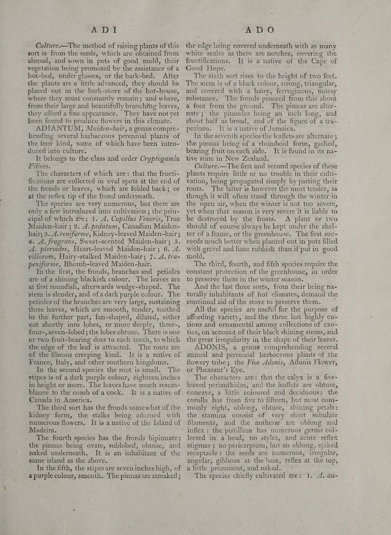 seibe Oks Culture —The method of raising plants of this - gort is from the seeds, which are obtained from abroad, and sown in pots of good mold, their vegetation being promoted by the assistance of a hot-bed, under glasses, or the bark-bed. After the plants are a little advanced, they should be placed out in the bark-stove of the hot-house, where they must constantly remain; and where, from their large and beautifully branchitig leaves, they afford a fine appearance. They have not yet been found to produce flowers in this climate. ADIANTUM, Maiden-hair, a genus compre- hending several harbaceous perennial plants of the fern kind, some of which have been intro- duced into culture. It belongs to the class and order Cryptogamia Filices. The characters of which are: that the fructi- fications are collected in oval spots at the end of the fronds or leaves, which are folded back; or at the reflex tip of the frond underneath. The species are very numerous, but there are only a few introduced into cultivation ; the prin- cipal of which ase: 1. 4. Capillus Veneris, True Maiden-hair ; 2. 4. pedatum, Canadian Maiden- hair; 3. 4.rentforme, Kidney-leaved Maiden-hair ; 4. A. fragrans, Sweet-scented Maiden-hair; 5. A. pteroides, Heart-leaved Maiden-hair; 6. 4. villosum, Hairy-stalked Maiden-hair; 7. 4. tra- pexiforme, Rhomb-leaved Maiden-hair. In the first, the fronds, branches and petioles are of a shining blackish colour. The leaves are at first roundish, afterwards wedge-shaped. The stem is slender, and ofadark purple colour. The petioles of the branches are very large, sustaining three leaves, which are smooth, tender, toothed in the further part, fan-shaped, dilated, either eut shortly into lobes, or more deeply, three-, four-, seven-lobed ; the lobes obtuse. There is one er two fruit-bearing dots to each tooth, to which the edge of the leaf is. attracted. The roots are France, Italy, and other southern kingdoms. In the second species the root is small. The stipes is of a dark purple colour, eighteen inches in height or more. The leaves have much resem- blance to the comb of a cock. It is a native of Canada in America. The third sort has the fronds somewhat of the kidney form, the stalks being adorned with numerous flowers. It is anative of the Island of Madeira. The fourth species has the fronds bipinnate; the pinnas being ovate, sublobed, obtuse, and naked underneath. It is an inhabitant of the same island as the above.. In the fifth, the stipes are seven inches high, of ADO the edge being covered underneath with as many white scales as there are notches, covering the fructifications, It is a native of the Cape of Good Hope. The sixth sort rises to the height of two feet. The stem is of a black colour, strong, triangular, and covered with a hairy, ferruginous, mossy substance. The fronds proceed from this about a foot from the ground. The pinnas are alter- nate; the pinnules being an inch long, and about half as broad, and of the figure of a tra- pezium. It is a native of Jamaica. In the seventh species the leaflets are alternate 5 the pinnas being of a rhomboid form, gashed, bearing fruit on each side. It is found in its na- tive state in New Zealand. Culture.—The first and second species of these plants require little or no trouble in their culti- vation, being propagated simply by parting their roots. The latter is however the most tender, as though it will often stand through the winter in the open air, when the winter is not too severe, yet when that season is very severe it 1s liable to. be destroyed by the frosts. A plant or two should of course always be kept under the shel- ter of a fraine, or the greenhouse. The first suc- ceeds much better when planted out in pots filled with gravel and lime rubbish than if put in good. mold. _ The third, fourth, and fifth species require the constant protection of the greenhouse, in order to preserve them in the winter season. And the last three sorts, from their being na- turally inhabitants of hot climates, demand the continual aid of the stove to preserve them. All the species are useful for the purpose of affording variety, and the three last highly cu- rious and ornamental among collections of exo- tics, on account of their black shining stems, and. the great irregularity in the shape of their leaves. ADONIS, a genus comprehending several annual and perennial herbaceous plants of the flowery tribe; the Flos Adonis, Adonis Flower, or Pheasant’s Eye. The characters are: that the calyx is a five- leaved perianthium, and the leaflets are obtuse, concave, a little coloured and deciduous: the corolla has from five to fifteen, but most com- monly eight, oblong, obtuse, shining petals: the stamina consist of very short subulate filaments, and the anther are oblong and inflex: the pistillum has numerous germs col-. lected in a head, no styles, and acute reflex stigmas ; no pericarpium, but an oblong, spiked receptacle ; the sadh are numerous, irregular, angular, gibbous at the base, reflex at the top, a little promment, and naked.