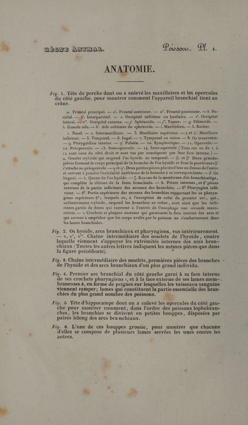 à. » Pousous x gx, 4 LA ANATOMIE. Fig. 1. Tête de perche dont on a enlevé les maxillaires et les opercules du côté gauche, pour montrer comment l’appareil branchial tient au crâne. | a. Frontal principal. — 4’. Frontal antérieur. — 4”. Frontal postérieur. — à. Pa- riétal. — b, Interpariétal. — c. Occipital inférieur ou basilaire. — c’. Occipital latéral, — c”. Occipital externe. — f: Sphénoïde. — f”. Vomer. — g. Ethmoïde. — h. Grande aile, — #’. Aile orbitaire du sphénoïde. — :. Mastoïdien. — 4. Rocher. 1. Nasal. — 2. Intermaxillaire. — 3. Maxillaire Supérieur. — 4 et 4’. Maxillaire inférieur, — 5. Temporal. — 6. Jugal. — 7. Tympanal ou caisse. — 8. Os transverse. — 9. Ptérygoïdien interne. — 9. Palatin. — 10. Symplectique. — 11. Opercule. — 12. Préopercule. — 13. Sous-opercule. — 14. Inter-opercule ( Tous ces os de 1 à 14 sont ceux du côté droit et sont vus par conséquent par leur face interne.) — a. Osselet styloïde qui suspend l'os hyoïde au temporal. — $. et $” Deux grandes pièces formant le corps principal de la branche de l’os hyoïde et dont la postérieure? s’attache au préopercule. — et y’. Deux petites pièces placées lune au dessus de l’autre et servant à joindre l'extrémité antérieure de la branche à sa correspondante. — j. Os lingual. — €. Queue de l’os hyoïde. — €. Rayons de la membrane dite branchiostège, qui complète la clôture de la fente branchiale, — 6. Pièces internes , et 6? pièces externes de la partie inférieure des arceaux des branchies, — 0? Pharyngien infé- rieur. — (5. Partie supérieure des arceaux des branchies supportant les os pharyn- giens supérieurs 0*; lesquels os, à l’exception de celui du premier arc, qui, ordinairement styloïde, suspend les branchies au crâne, sont ainsi que les infé- rieurs garnis de dents qui exercent à l’entrée de l'æsophage une seconde masti- cation. — 1, Crochets et plaques osseuses qui garnissent la face interne des arcs et qui servent à empêcher que les corps avalés par le poisson ne s'embarrassent dans les lames branchiales. Fig. 2. Os hyoïde, arcs branchiaux et pharyngiens, vus intérieurement. — 1,1, n°’. Chaîne intermédiaire des osselets de l’hyoïde, contre laquelle viennent s'appuyer les extrémités internes des arcs bran- chiaux (Toutes les autres lettres indiquent les mêmes pièces que dans la figure précédente). x Fig. 3. Chaine intermédiaire des osselets, premières pièces des branches de l’hyoïde et des arcs branchiaux d’un plus grand individu. Fig. 4. Premier arc branchial du côté gauche garni à sa face interne de ses crochets pas t, et à la face externe de ses lames mem-. braneuses k, en forme de peignes sur lesquelles les vaisseaux sanguins viennent ramper; lames qui constituent la partie essentielle des bran- chies du plus grand nombre des poissons. it. Fig. 5 Tête d’hippocampe dont on a enlevé les opercules du côté gau- che pour montrer comment, dans l’ordre des poissons lophobran- ches, les branchies se divisent en petites houppes, disposées par paires lelong des arcs bra nchiaux. Fig. 6. l’une de ces houppes grossie, pour montrer que chacune d'elles se compose de plusieurs lames serrées les unes contre les autres.