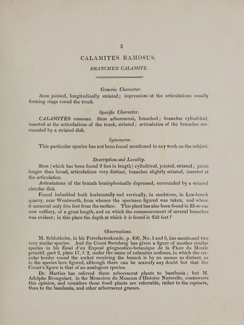 2 CALAMITES RAMOSUS. BRANCHED CALAMITE. Generic Character. Stem jointed, longitudinally striated; impressions at the articulations usually forming rings round the trunk. Specific Character. CALAMITES ramosus. Stem arborescent, branched; branches cylindrical, inserted at the articulations of the trunk, striated ; articulation of the branches sur- rounded by a striated disk. Synonyms. This particular species has not been found mentioned in any work on the subject. Description and Locality. Stem (which has been found 9 feet in length) cylindrical, jointed, striated ; joints longer than broad, articulations very distinct, branches slightly striated, inserted at the articulation. Articulations of the branch hemispherically depressed, surrounded by a striated circular disk. Found imbedded both horizontally and vertically, in sandstone, in Lea-brook quarry, near Wentworth, from whence the specimen figured was taken, and where it occurred only five feet from the surface. This plant has also been found in El-se-car new Colliery, of a great length, and on which the commencement of several branches was evident; in this place the depth at which it is found is 250 feet ¢ Observations. M. Schlotheim, in his Petrefactenkunde, p. 400, No. 5 and 6, has mentioned two very similar species. And the Count Sternberg has given a figure of another similar species in his Essai d’un Exposé géognostico-botanique de la Flore du Monde primitif, part 2, plate 17, f. 2, under the name of calamites nodosus, in which the cir- cular border round the socket receiving the branch is by no means so distinct, as in the species here figured, although there can be scarcely any doubt but that the Count’s figure is that of an analogous species. Dr. Martius has referred these arborescent plants to bambusia; but M. Adolphe Brongniart, in the Memoires du Museum d’Histoire Naturelle, controverts this opinion, and considers these fossil plants are referrable, rather to the equiseta, than to the bambusia, and other arborescent grasses.