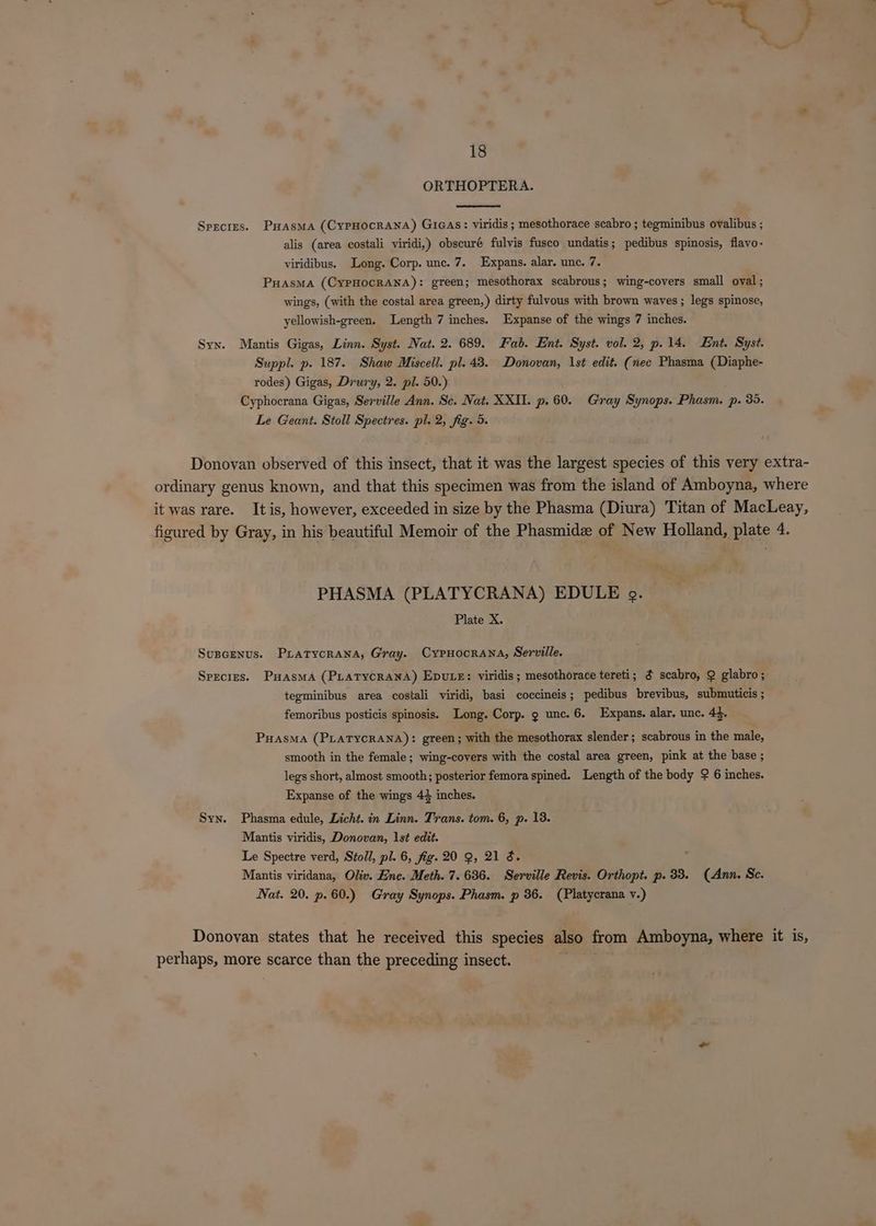 18 ORTHOPTERA. Species. Puasma (CypHocranA) GiGas: viridis ; mesothorace scabro ; tegminibus ovalibus ; alis (area costali viridi,) obscuré fulvis fusco undatis; pedibus spinosis, flavo- viridibus. Long. Corp. unc. 7. Expans. alar. unc. 7. Puasma (CypHocRANA): green; mesothorax scabrous; wing-covers small oval ; wings, (with the costal area green,) dirty fulvous with brown waves; legs spinose, yellowish-green. Length 7 inches. Expanse of the wings 7 inches. Syn. Mantis Gigas, Linn. Syst. Nat. 2. 689. Fab. Ent. Syst. vol. 2, p.14. Ent. Syst. Suppl. p. 187. Shaw Miscell. pl. 43. Donovan, 1st edit. (nec Phasma (Diaphe- rodes) Gigas, Drury, 2. pl. 50.) Cyphocrana Gigas, Serville Ann. Sc. Nat. XXII. p. 60. Gray Synops. Phasm. p. 35. Le Geant. Stoll Spectres. pl. 2, fig. 5. Donovan observed of this insect, that it was the largest species of this very extra- ordinary genus known, and that this specimen was from the island of Amboyna, where it was rare. Itis, however, exceeded in size by the Phasma (Diura) Titan of MacLeay, figured by Gray, in his beautiful Memoir of the Phasmidz of New Holland, plate 4. PHASMA (PLATYCRANA) EDULE og. Plate X. Suscenus. Pratycrana, Gray. CypHocrana, Serville. Species. Puasma (PLATYCRANA) EDULE: viridis ; mesothorace tereti; ¢ scabro, Q glabro; tegminibus area costali viridi, basi coccineis; pedibus brevibus, submuticis ; femoribus posticis spinosis. Long. Corp. 9 unc. 6. Expans. alar. unc. 44. PHasMA (PLATYCRANA): green; with the mesothorax slender; scabrous in the male, smooth in the female; wing-covers with the costal area green, pink at the base ; legs short, almost smooth; posterior femora spined. Length of the body 2 6 inches. Expanse of the wings 44 inches. Syn. Phasma edule, Licht. in Linn. Trans. tom. 6, p. 13. Mantis viridis, Donovan, 1st edit. Le Spectre verd, Stoll, pl. 6, fig. 20 9, 21 S. Mantis viridana, Oliv. Ene. Meth. 7.636. Serville Revis. Orthopt. p. 33. (Ann. Sc. Nat. 20. p. 60.) Gray Synops. Phasm. p 36. (Platycrana v.) Donovan states that he received this species also from Amboyna, where it is, perhaps, more scarce than the preceding insect. “