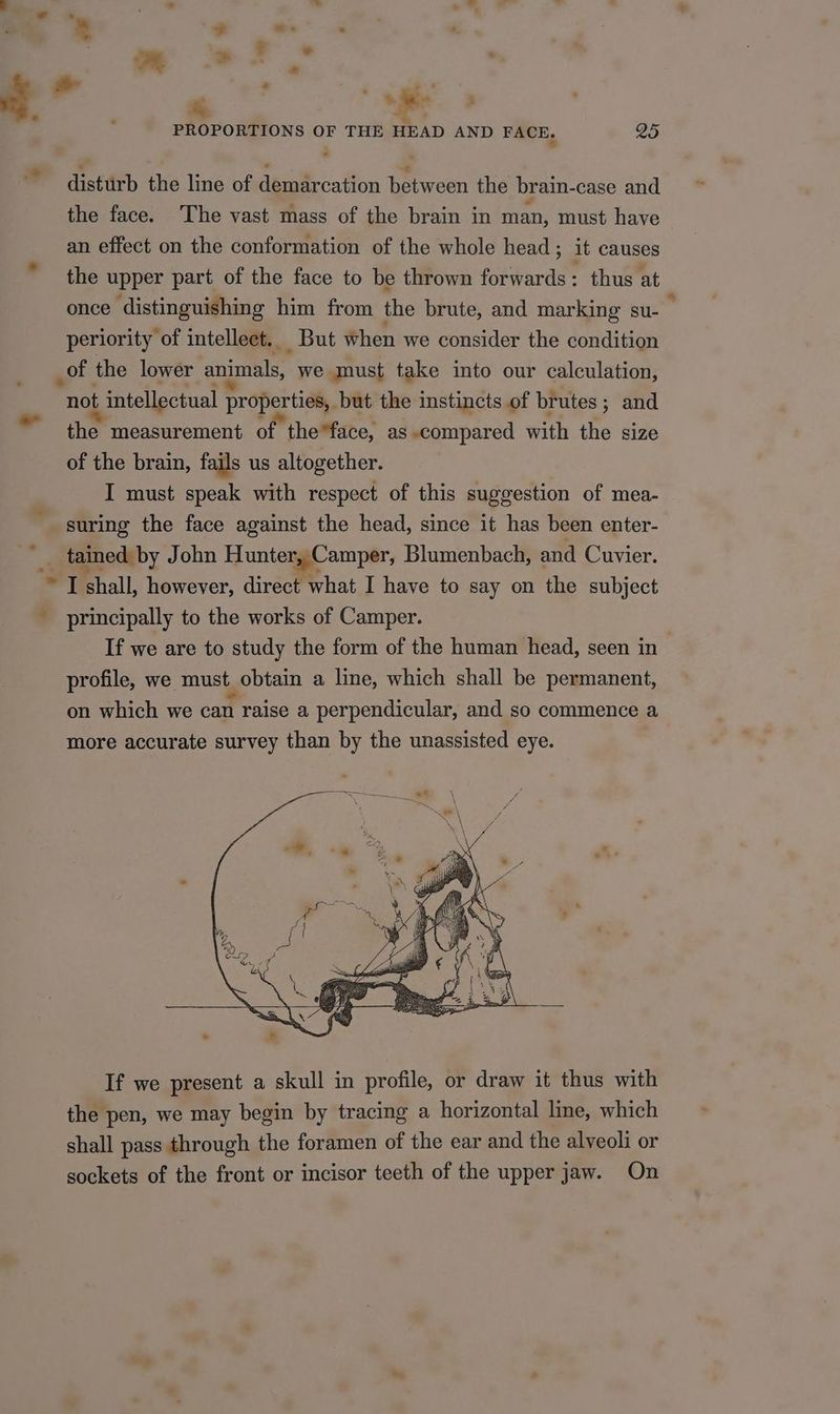 7 disttt the line of we SS between the brain- case and the face. The vast mass of the brain in man, must have | an effect on the conformation of the whole head; it causes a. . the upper part of the face to be thrown forwards: thus at once distinguishing him from the brute, and marking su- periority of intellect. But when we consider the condition of the lower animals, we must take into our calculation, not t intellectual properties, _but the instincts of brutes ; and the measurement of the*face, as compared with the size of the brain, fails us altogether. I must speak with respect of this suggestion of mea- suring the face against the head, since it has been enter- oy tained by John Hunter, Camper, Blumenbach, and Cuvier. * I shall, however, direct what I have to say on the subject principally to the works of Camper. } If we are to study the form of the human head, seen in profile, we must obtain a line, which shall be permanent, on which we can raise a perpendicular, and so commence a more accurate survey than by the unassisted eye. - If we present a skull in profile, or draw it thus with the pen, we may begin by tracing a horizontal line, which shall pass through the foramen of the ear and the alveoli or sockets of the front or incisor teeth of the upper jaw. On