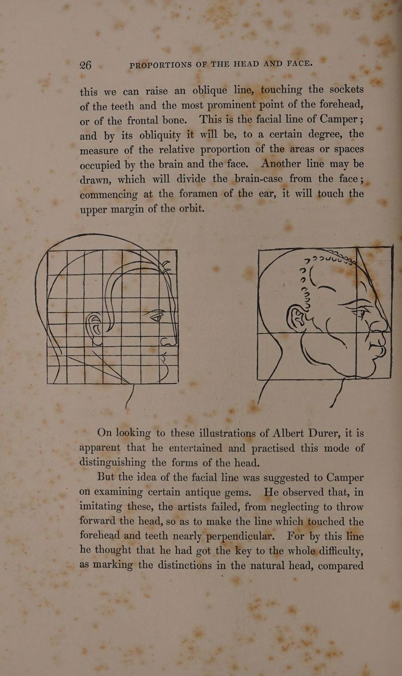 ' i - e*% ‘. this we can raise an oblique line, touching the sockets of the teeth and the most prominent point of the forehead, or of the frontal bone. This is the facial line of Camper ; and by its obliquity it will be, to a certain degree, the measure of the relative proportion of the areas or spaces occupied by the brain and the face. Another line may be commencing at the foramen of the ear, it will One the upper margin of the orbit. On looking to rae illustrations of Albert Durer, it is apparent that he entertained and practised this mode of distinguishing the forms of the head. But the idea of the facial line was suggested to Cannes on examining certain antique gems. He observed that, in imitating these, the artists failed, from neglecting to throw forward the head, so as to make the line which ouched the forehead and teeth nearly perpendicular. rhe this line he thought that he had got the Key to the whole difficulty, as marking the distinctions in the natural head, compared *