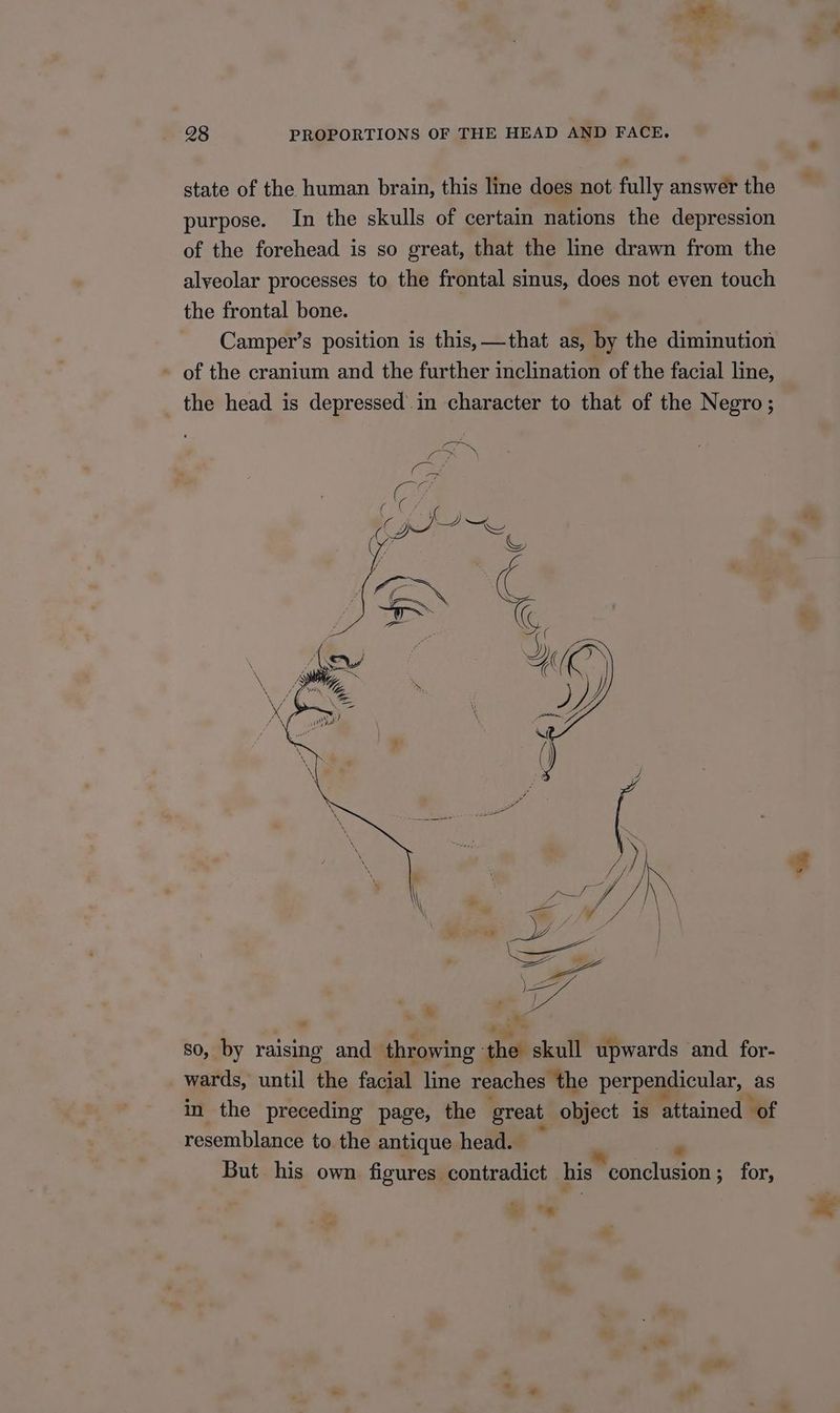 state of the human brain, this line does not fully answer the purpose. In the skulls of certain nations the depression of the forehead is so great, that the line drawn from the alyeolar processes to the frontal sinus, does not even touch the frontal bone. Camper’s position is this, —that as, by the diminution - of the cranium and the further inclination of the facial line, the head is depressed in character to that of the Negro; so, by raising and tae iy skull upwards and for- wards, until the facial line reaches the perpendicular, as in the preceding page, the great object is attained of resemblance to the antique head. But his own figures contradict his conclusion stor *