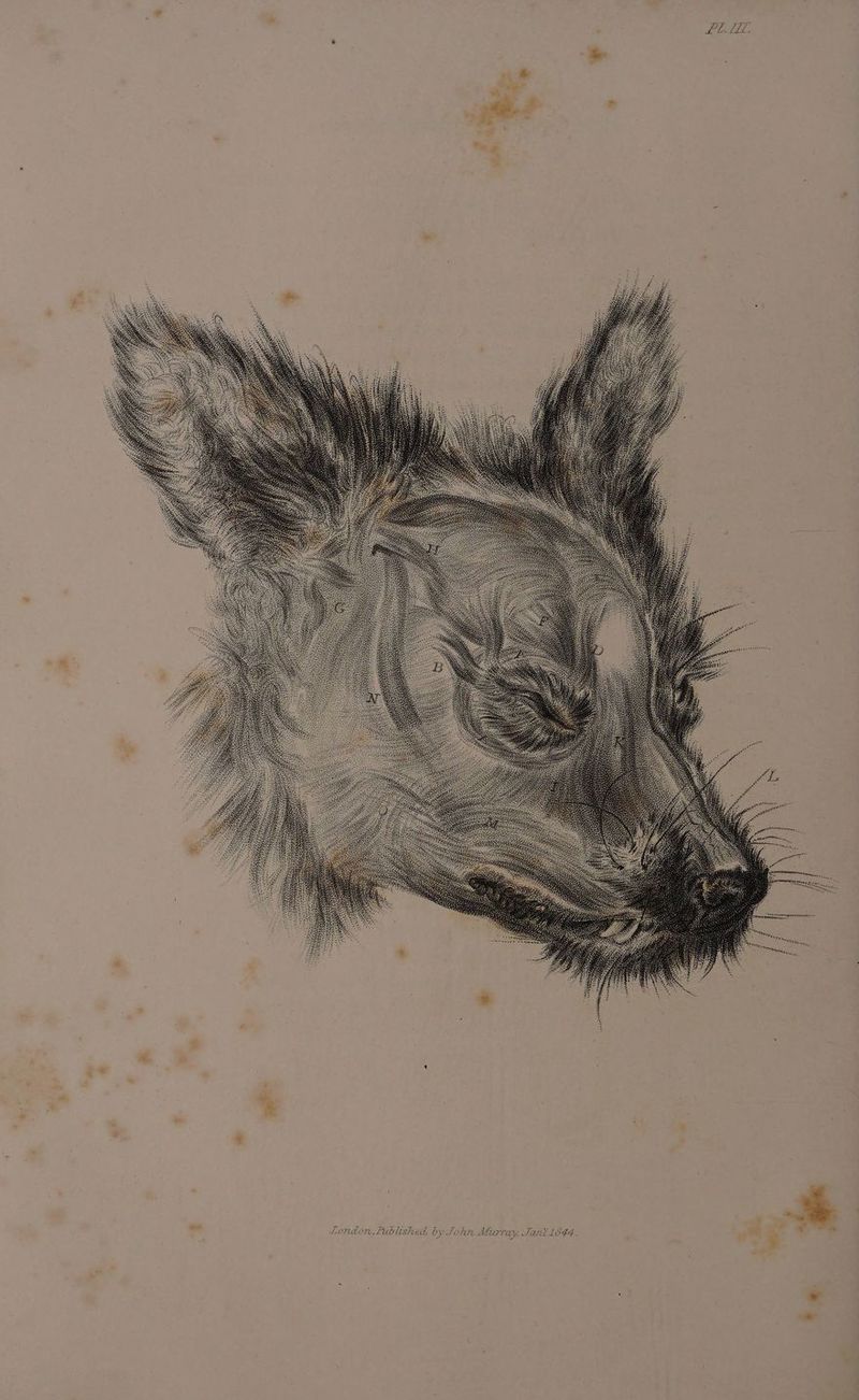 PLL. set * 4 - et s London, Fublished. by John Miaray, Tau . ?