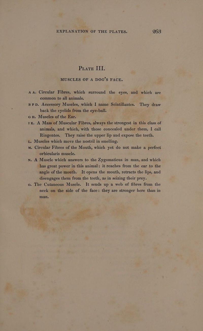 Puate ITI. MUSCLES OF A DOG’S FACE. AA. Circular Fibres, which surround the eyes, and which are common to all animals. BFD. Accessory Muscles, which I name Scintillantes. They draw back the eyelids from the eye-ball. GH. Muscles of the Ear. 1k. A Mass of Muscular Fibres, always the strongest in this class of animals, and which, with those concealed under them, I call Ringentes. They raise the upper lip and expose the teeth. Lt. Muscles which move the nostril in smelling. m. Circular Fibres of the Mouth, which yet do not make a perfect orbicularis muscle. nN. A Muscle which answers to the Zygomaticus in man, and which has great power in this animal: it reaches from the ear to the angle of the mouth. It opens the mouth, retracts the lips, and disengages them from the teeth, as in seizing their prey. o. The Cutaneous Muscle. It sends up a web of fibres from the neck on the side of the face: they are stronger here than in man.