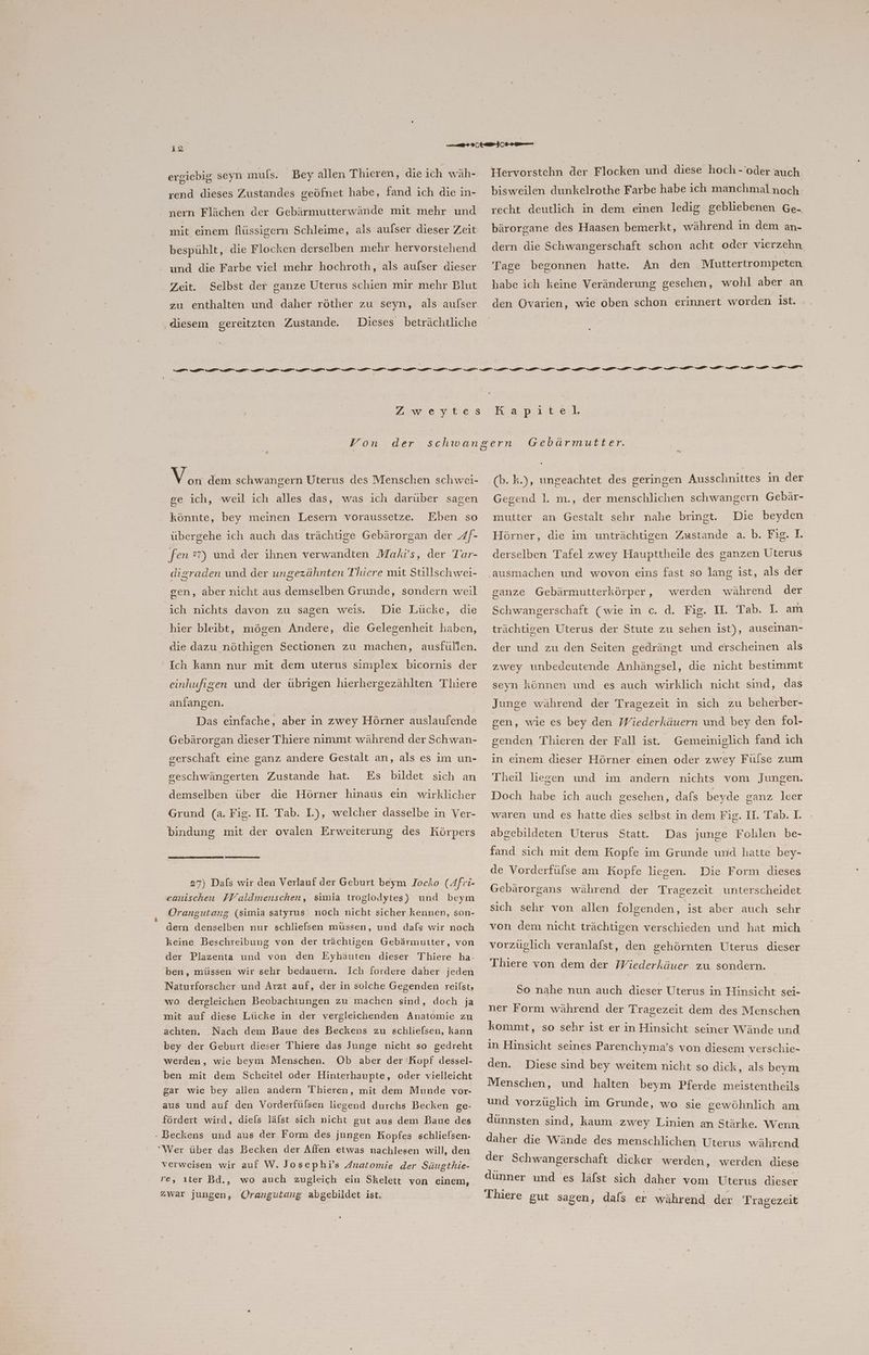 ergiebig seyn muls. Bey allen Thieren, die ich wäh- rend dieses Zustandes geöfnet habe, fand ich die in- nern Flächen der Gebärmutterwände mit mehr und mit einem flüssigern Schleime, als aufser dieser Zeit bespühlt, die Flocken derselben mehr hervorstehend und die Farbe viel mehr hochroth, als aufser dieser Zeit. zu enthalten und daher röther zu seyn, als aufser Dieses beträchtliche Selbst der ganze Uterus schien mir mehr Blut ‚ diesem gereitzten Zustande. Hervorstehn der Flocken und diese hoch -'oder auch bisweilen dunkelrothe Farbe habe ich manchmal noch recht deutlich in dem einen ledig gebliebenen Ge- bärorgane des Haasen bemerkt, während in dem an- dern die Schwangerschaft schon acht oder vierzehn Tage begonnen hatte. An den ‚Muttertrompeten habe ich keine Veränderung gesehen, wohl aber an den Ovarien, wie oben schon erinnert worden Ist. Zee te Bye dem schwangern Uterus des Menschen schwei- ge ich, weil ich alles das, was ich darüber sagen könnte, bey meinen Lesern voraussetze. Eben so übergehe ich auch das trächtige Gebärorgan der 4f- fen :7) und der ihnen verwandten Mahkvs, der Tar- digraden und der ungezähnten Thiere mit Stillschwei- gen, aber nicht aus demselben Grunde, sondern weil ich nichts davon zu sagen weis. Die Lücke, die hier bleibt, mögen Andere, die Gelegenheit haben, die dazu nöthigen Sectionen zu machen, ausfüllen. Ich kann nur mit dem uterus simplex bicornis der einhufigen und der übrigen hierhergezählten Thiere anfangen. Das einfache, aber in zwey Hörner auslaufende Gebärorgan dieser Thiere nimmt während der Schwan- gerschaft eine ganz andere Gestalt an, als es im un- geschwängerten Zustande hat. Es bildet sich an demselben über die Hörner hinaus ein wirklicher Grund (a. Fig. II. Tab. 1.), welcher dasselbe in Ver- bindung mit der ovalen Erweiterung des Körpers 27) Dafs wir den Verlauf der Geburt beym Iocko (Afri- eanischen Woaldmenschen, simia troglodytes) und beym Orangutang (simia satyrus noch nicht sicher kennen, son- dern denselben nur schlie[lsen müssen, und dafs wir noch keine Beschreibung von der trächtigen Gebärmutter, von der Plazenta und von den Eyhäuten dieser Thiere ha- ben, müssen wir sehr bedauern. Ich fordere daher jeden Naturforscher und Arzt auf, der in solche Gegenden reilst, wo dergleichen Beobachtungen zu machen sind, doch ja mit auf diese Lücke in der vergleichenden Anatomie zu achten. Nach dem Baue des Beckens zu schlielsen, kann bey der Geburt dieser Thhiere das Junge nicht so gedreht werden, wie beym Menschen. Ob aber der Kopf dessel- ben mit dem Scheitel oder Hinterhaupte, oder vielleicht gar wie bey allen andern Thieren, mit dem Munde vor- aus und auf den Vorderfülsen liegend durchs Becken ge- fördert wird, diels lälst sich nicht gut aus dem Baue des - Beckens und aus der Form des jungen Kopfes schlielsen. Wer über das Becken der Affen etwas nachlesen will, den verweisen wir auf W. Josephi’s Anatomie der Säugthie- ve, ıter Bd., wo auch zugleich ein Skelett von einem, zwar jungen, (Orangutang abgebildet ist. Kapitel u (b. k.), ungeachtet des geringen Ausschnittes in der Gegend 1. m., der menschlichen schwangern Gebär- mutter an Gestalt sehr nahe bringt. Die beyden Hörner, die im unträchtigen Zustande a. b. Fig. I. derselben Tafel zwey Haupttheile des ganzen Uterus ‚ausmachen und wovon eins fast so lang ist, als der ganze Gebärmutterkörper, werden während der Schwangerschaft (wie in c. d. Fig. II. Tab. I am trächtigen Uterus der Stute zu sehen ist), auseinan- der und zu den Seiten gedrängt und erscheinen als zwey unbedeutende Anhängsel, die nicht bestimmt seyn können und es auch wirklich nicht sind, das Junge während der Tragezeit in sich zu beherber- gen, wie es bey den Wiederkäuern und bey den fol- genden Thieren der Fall ist. Gemeiniglich fand ich in einem dieser Hörner einen oder zwey Fülse zum Theil liegen und im andern nichts vom Jungen. Doch habe ich auch gesehen, dafs beyde ganz leer waren und es hatte dies selbst in dem Fig. I. Tab. I. abgebildeten Uterus Statt. fand sich mit dem Kopfe im Grunde und hatte bey- Das junge Fohlen be- de Vorderfülse am Kopfe liegen. Die Form dieses Gebärorgans während der Tragezeit unterscheidet sich sehr von allen folgenden, ist aber auch sehr von dem nicht trächtigen verschieden und hat mich vorzüglich veranlafst, den gehörnten Uterus dieser Thiere von dem der Wiederkäuer zu sondern. So nahe nun auch dieser Uterus in Hinsicht sei- ner Fornı während der Tragezeit dem des Menschen kommt, so sehr ist er in Hinsicht seiner Wände und in Hinsicht seines Parenchyma’s von diesem verschie- den. Diese sind bey weitem nicht so dick, als beym Menschen, und halten beym Pferde meistentheils und vorzüglich im Grunde, wo sie gewöhnlich am dünnsten sind, kaum zwey Linien an Stärke. Wenn daher die Wände des menschlichen Uterus während der Schwangerschaft dicker werden, werden diese dünner und es läfst sich daher vom Uterus dieser Thiere gut sagen, dafs er während der Tragezeit