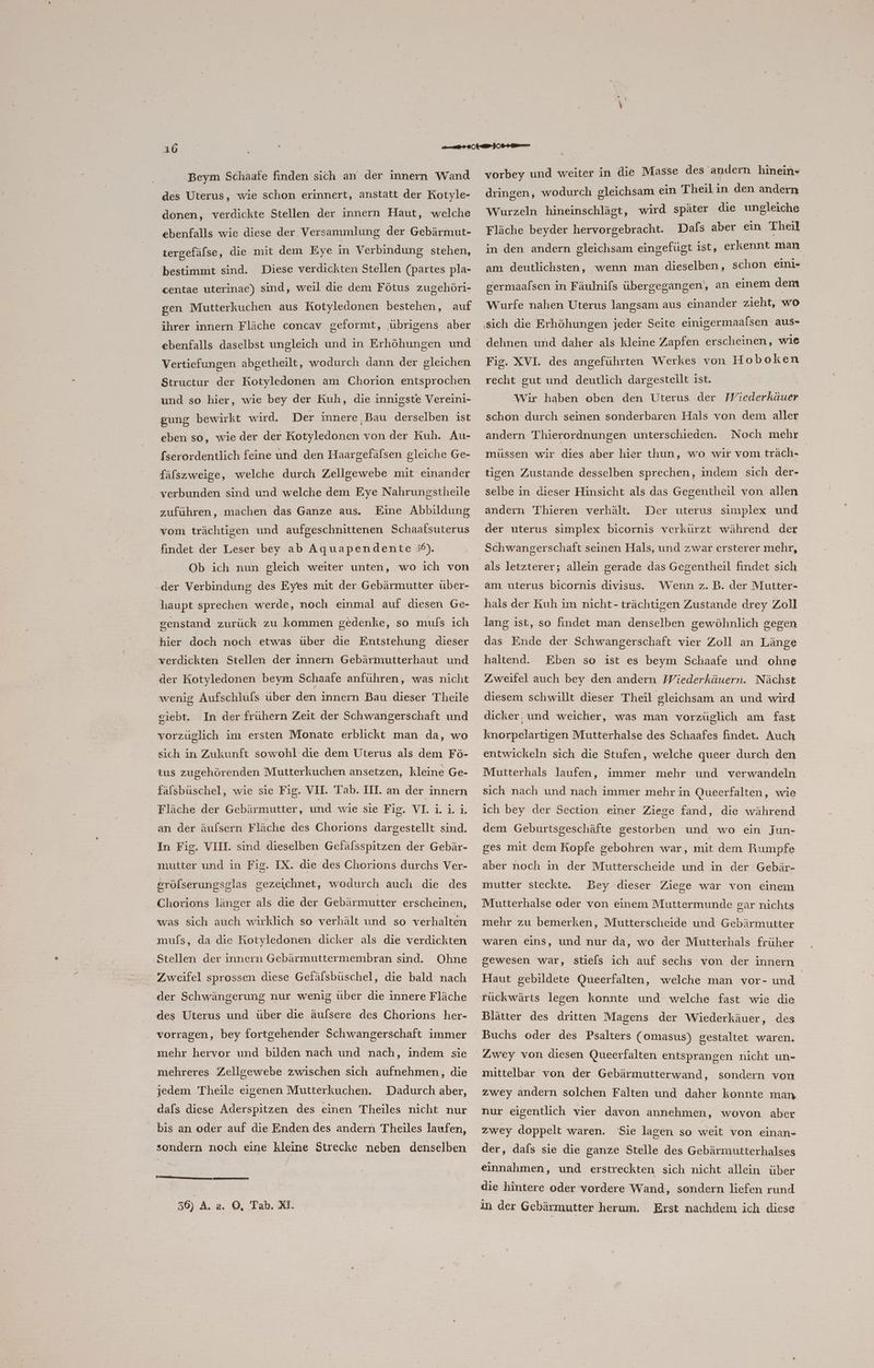 Beym Schaafe finden sich an der innern Wand des Uterus, wie schon erinnert, anstatt der Kotyle- donen, verdickte Stellen der innern Haut, welche ebenfalls wie diese der Versammlung der Gebärmut- tergefälse, die mit dem Eye in Verbindung stehen, bestimmt sind. Diese verdickten Stellen (partes pla- centae uterinae) sind, weil die dem Fötus zugehöri- gen Mutterkuchen aus Kotyledonen bestehen, auf ihrer innern Fläche concav geformt, ‚übrigens aber ebenfalls daselbst ungleich und in Erhöhungen und Vertiefungen abgetheilt, wodurch dann der gleichen Structur der Kotyledonen am Chorion entsprochen und so hier, wie bey der Kuh, die innigste Vereini- gung bewirkt wird. Der innere ‚Bau derselben ist eben so, wie der der Kotyledonen von der Kuh. Au- fserordentlich feine und den Haargefälsen gleiche Ge- fäfszweige, welche durch Zellgewebe mit einander _ verbunden sind und welche dem Eye Nahrungstheile zuführen, machen das Ganze aus. Eine Abbildung vom trächtigen und aufgeschnittenen Schaatsuterus findet der Leser bey ab Aquapendente 5°). Ob ich nun gleich weiter unten, wo ich von .der Verbindung des Eyes mit der Gebärmutter über- haupt sprechen werde, noch einmal auf diesen Ge- genstand zurück zu kommen gedenke, so mufs ich hier doch noch etwas über die Entstehung dieser verdickten Stellen der innern Gebärmutterhaut und der Kotyledonen beym Schaafe anführen, was nicht wenig Aufschlufs über den innern Bau dieser Theile sıebt. In der frühern Zeit der Schwangerschaft und vorzüglich im ersten Monate erblickt man da, wo sich in Zukunft sowohl die dem Uterus als dem Fö- tus zugehörenden Mutterkuchen ansetzen, kleine Ge- fälsbüschel, wie sie Fig. VII. Tab. III an der innern Fläche der Gebärmutter, und wie sie Fe NER an der äulsern Fläche des Chorions dargestellt sind. In Fig. VIII. sind dieselben Gefälsspitzen der Gebär- mutter und in Fig. IX. die des Chorions durchs Ver- grölserungsglas gezeichnet, wodurch auch die des Chorions länger als die der Gebärmutter erscheinen, was sich auch wirklich so verhält und so verhalten mufs, da die Kotyledonen dicker als die verdickten Stellen der innern Gebärmuttermembran sind. Ohne Zweifel sprossen diese Gefäfsbüschel, die bald nach der Schwängerung nur wenig über die innere Fläche des Uterus und über die äufsere des Chorions her- vorragen, bey fortgehender Schwangerschaft immer mehr hervor und bilden nach und nach, indem sie mehreres Zellgewebe zwischen sich aufnehmen, die jedem Theile eigenen Mutterkuchen. Dadurch aber, dafs diese Aderspitzen des einen Theiles nicht nur bis an oder auf die Enden des andern Theiles laufen, sondern noch eine kleine Strecke neben denselben a ne EEE 36) A. a. O, Tab. A. vorbey und weiter in die Masse des andern hinein« dringen, wodurch gleichsam ein Theil in den andern Wurzeln hineinschlägt, wird später die ungleiche Fläche beyder hervorgebracht. Dafs aber ein Theil in den andern gleichsam eingefügt ist, erkennt man am deutlichsten, wenn man dieselben, schon eini- germaalsen in Fäulnifs übergegangen), an einem dem Wurfe nahen Uterus langsam aus einander zıeht, wo ‚sich die Erhöhungen jeder Seite einigermaalsen aus- dehnen und daher als kleine Zapfen erscheinen, wie Fig. XVI. des angeführten Werkes von Hoboken recht gut und deutlich dargestellt ist. Wir haben oben den Uterus der Wiederkäuer schon durch seinen sonderbaren Hals von dem aller andern Thierordnungen unterschieden. Noch mehr müssen wir dies aber hier thun, wo wir vom träch- tigen Zustande desselben sprechen, indem sich der- selbe in dieser Hinsicht als das Gegentheil von allen andern Thieren verhält. Der uterus simplex und der uterus simplex bicornis verkürzt während der Schwangerschaft seinen Hals, und zwar ersterer mehr, als letzterer; allein gerade das Gegentheil findet sich am uterus bicornis divisus. Wenn z.B. der Mutter- hals der Kuh im nicht-trächtigen Zustande drey Zoll lang ist, so findet man denselben gewöhnlich gegen das Ende der Schwangerschaft vier Zoll an Länge haltend. Eben so ist es beym Schaafe und ohne Zweifel auch bey den andern Wiederkäuern. Nächst diesem schwillt dieser Theil gleichsam an und wird dicker, und weicher, was man vorzüglich am fast knorpelartigen Mutterhalse des Schaafes findet. Auch entwickeln sich die Stufen, welche queer durch den Mutterhals laufen, immer mehr und verwandeln sich nach und nach immer mehr in Queerfalten, wie ich bey der Section einer Ziege fand, die während dem Geburtsgeschäfte gestorben und wo ein Jun- ges mit dem Kopfe gebohren war, mit dem Rumpfe aber noch in der Mutterscheide und in der Gebär- mutter steckte. Bey dieser Ziege war von einem Mutterhalse oder von einem Muttermunde gar nichts mehr zu bemerken, Mutterscheide und Gebärmutter waren eins, und nur da, wo der Mutterhals früher gewesen war, stiels ich auf sechs von der innern Haut gebildete Queerfalten, welche man vor- und | rückwärts legen konnte und welche fast wie die Blätter des dritten Magens der Wiederkäuer, des Buchs oder des Psalters (omasus) gestaltet waren. mittelbar von der Gebärmutterwand, sondern von zwey andern solchen Falten und daher konnte man nur eigentlich vier davon annehmen, wovon aber zwey doppelt waren. Sie lagen so weit von einan- der, dafs sie die ganze Stelle des Gebärmutterhalses einnahmen, und erstreckten sich nicht allein über die hintere oder vordere Wand, sondern liefen rund in der Gebärmutter herum. Erst nachdem ich diese