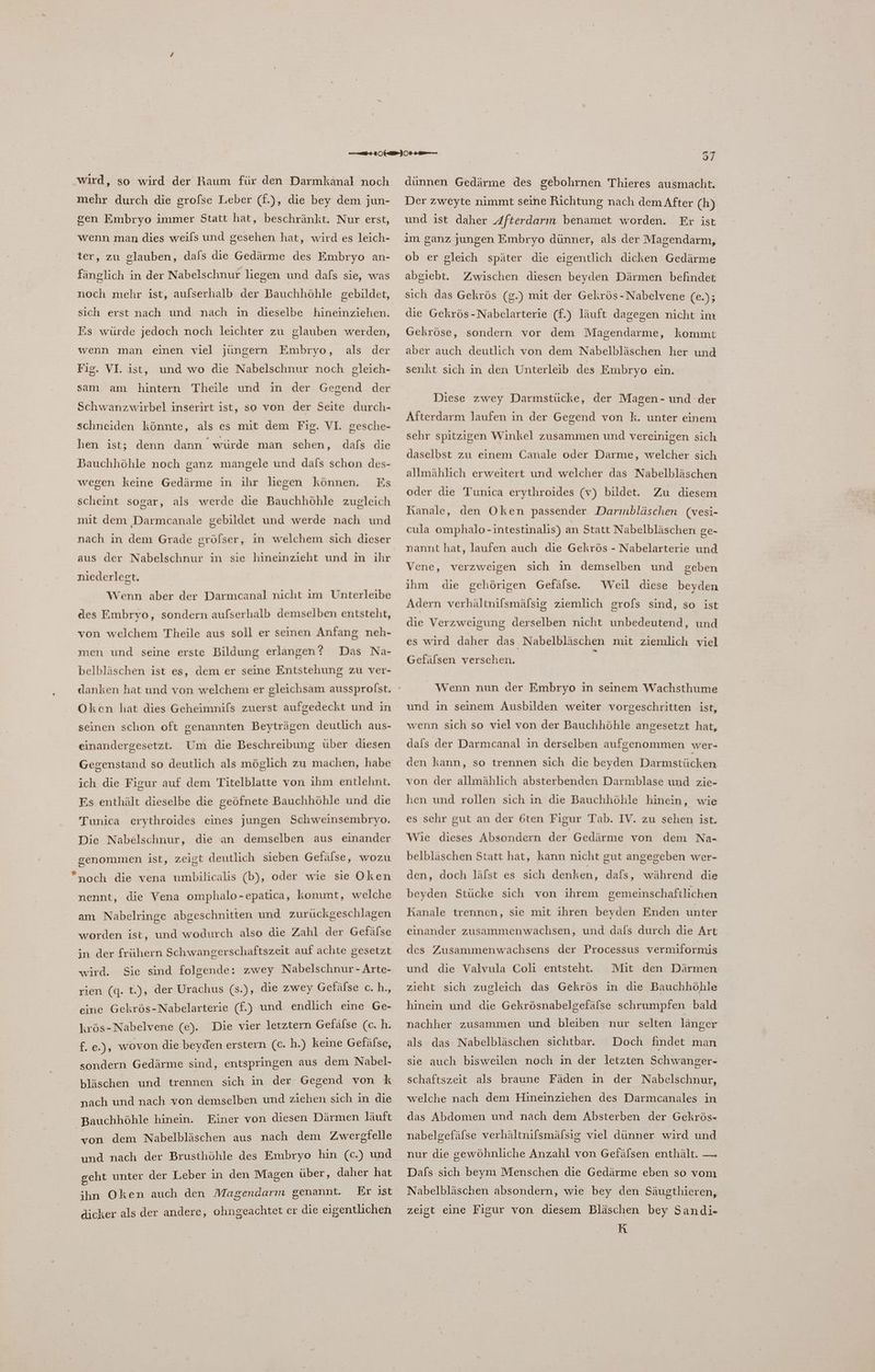 wird, so wird der Baum für den Darmkänal noch mehr durch die grofse Leber (f.), die bey dem jun- gen Embryo immer Statt hat, beschränkt. Nur erst, wenn man dies weils und gesehen hat, wird es leich- ter, zu glauben, dals die Gedärme des Embryo an- fänglich in der Nabelschnur liegen und dafs sie, was noch mehr ist, aulserhalb der Bauchhöhle gebildet, sich erst nach und nach in dieselbe hineinziehen. Es würde jedoch noch leichter zu glauben werden, der Fig. VI. ist, und wo die Nabelschnur noch gleieh- wenn man einen viel jüngern Embryo, als sam am hintern Theile und in der Gegend der Schwanzwirbel inserirt ist, so von der Seite durch- schneiden könnte, als es mit dem Fig. VI. gesche- hen ist; denn dann würde man sehen, dafs die Bauchhöhle noch ganz mangele und dals schon des- wegen keine Gedärme in ihr liegen können. Es scheint sogar, als werde die Bauchhöhle zugleich mit dem Darmcanale gebildet und werde nach und nach in dem Grade gröfser, in welchem sich dieser aus der Nabelschnur in sie hineinzieht und in ihr niederlegt. Wenn aber der Darmcanal nicht im Unterleibe des Embryo, sondern aufserhalb demselben entsteht, von welchem Theile aus soll er seinen Anfang neh- Das Na- belbläschen ist es, dem er seine Entstehung zu ver- men und seine erste Bildung erlangen ? Oken hat dies Geheimnifs zuerst aufgedeckt und in seinen schon oft genannten Beyträgen deutlich aus- einandergesetzt. Um die Beschreibung uber diesen Gegenstand so deutlich als möglich zu machen, habe ich die Figur auf dem Titelblatte von ihm entlehnt. Es enthält dieselbe die geöfnete Bauchhöhle und die Tunica erythroides eines jungen Schweinsembryo. Die Nabelschnur, die an demselben aus einander genommen ist, zeigt deutlich sieben Gefülse, wozu noch die vena umbilicalis (b), oder wie sie Oken nennt, die Vena omphalo-epatica, kommt, welche am Nabelringe abgeschnitten und zurückgeschlagen worden ist, und wodurch also die Zahl der Gefäfse in der frühern Schwangerschaftszeit auf achte gesetzt wird. Sie sind folgende: zwey Nabelschnur - Arte- rıen (4- t.), der Urachus (s.), die zwey Gefälse c. h., eine Gekrös-Nabelarterie (f.) und endlich eine Ge- krös-Nabelvene (e). Die vier letztern Gefälse (c.h. .ie)5 wovon die beyden erstern (c. h.) keine Gefälse, sondern Gedärme sind, entspringen aus dem Nabel- bläschen und trennen sich in der Gegend von k nach und nach von demselben und ziehen sich in die Bauchhöhle hinein. Einer von diesen Därmen läuft von dem Nabelbläschen aus nach dem Zwergfelle und nach der Brusthöhle des Embryo hin (c.) und geht unter der Leber in den Magen über, daher hat ihn Oken auch den Magendarm genannt. Er ist dicker als der andere, ohngeachtet er die eigentlichen 37 dünnen Gedärme des gebohrnen Thieres ausmacht. Der zweyte nimmt seine Richtung nach dem After (h) und ist daher Afterdarm benamet worden. Er ist im ganz jungen Embryo dünner, als der Magendarm, ob er gleich später die eigentlich dicken Gedärme abgiebt. Zwischen diesen beyden Därmen befindet sich das Gekrös (g.) mit der Gekrös-Nabelvene (&amp;% die Gekrös-Nabelarterie (f.) läuft dagegen nicht im Gekröse, sondern vor dem Magendarme, kommt aber auch deutlich von dem Nabelbläschen her und senkt sich in den Unterleib des Embryo ein. Diese zwey Darmstücke, der Magen- und der Afterdarm laufen in der Gegend von k. unter einem sehr spitzigen Winkel zusammen und vereinigen sich daselbst zu einem Canale oder Darme, welcher sich allmählich erweitert und welcher das Nabelbläschen oder die Tunica erythroides (v) bildet. Zu diesem Kanale, den Oken passender Darimnbläschen (vesi- cula omphalo-intestinalis) an Statt Nabelbläschen ge- nannt hat, laufen auch die Gekrös - Nabelarterie und Vene, verzweigen sich in demselben und geben Weil diese beyden Adern verhältnifsmäfsig ziemlich grofs sind, so ist ihm die gehörigen Gefälse. die Verzweigung derselben nicht unbedeutend, und es wird daher das Nabelbläschen mit ziemlich viel Gefälsen versehen. Wenn nun der Embryo in seinem Wachsthume und in seinem Ausbilden weiter vorgeschritten ist, wenn sich so viel von der Bauchhöhle angesetzt hat, dals der Darmcanal in derselben aufgenommen wer- den kann, so trennen sich die beyden Darmstücken von der allmählich absterbenden Darmblase und zie- hen und rollen sich in die Bauchhöhle hinein, wie es sehr gut an der 6ten Figur Tab. IV. zu sehen ist. Wie dieses Absondern der Gedärme von dem Na- belbläschen Statt hat, kann nicht gut angegeben wer- den, doch läfst es sich denken, dafs, während die beyden Stücke sich von ihrem gemeinschaftlichen Kanale trennen, sie mit ihren beyden Enden unter einander zusammenwachsen, und dafs durch die Art des Zusammenwachsens der Processus vermiformis und die Valvula Coli entsteht. Mit den Därmen zieht sich zugleich das Gekrös in die Bauchhöhle hinein und die Gekrösnabelgefälse schrumpfen bald nachher zusammen und bleiben nur selten länger als das Nabelbläschen sichtbar. Doch findet man sie auch bisweilen noch in der letzten Schwanger- schaftszeit als braune Fäden in der Nabelschnur, welche nach dem Hineinziehen des Darmcanales in das Abdomen und nach dem Absterben der Gekrös- nabelgefäfse verhältnilsmälsig viel dünner wird und nur die gewöhnliche Anzahl von Gefäfsen enthält. — Dafs sich beym Menschen die Gedärme eben so vom Nabelbläschen absondern, wie bey den Säugthieren, zeigt eine Figur von diesem Bläschen bey Sandi- [4