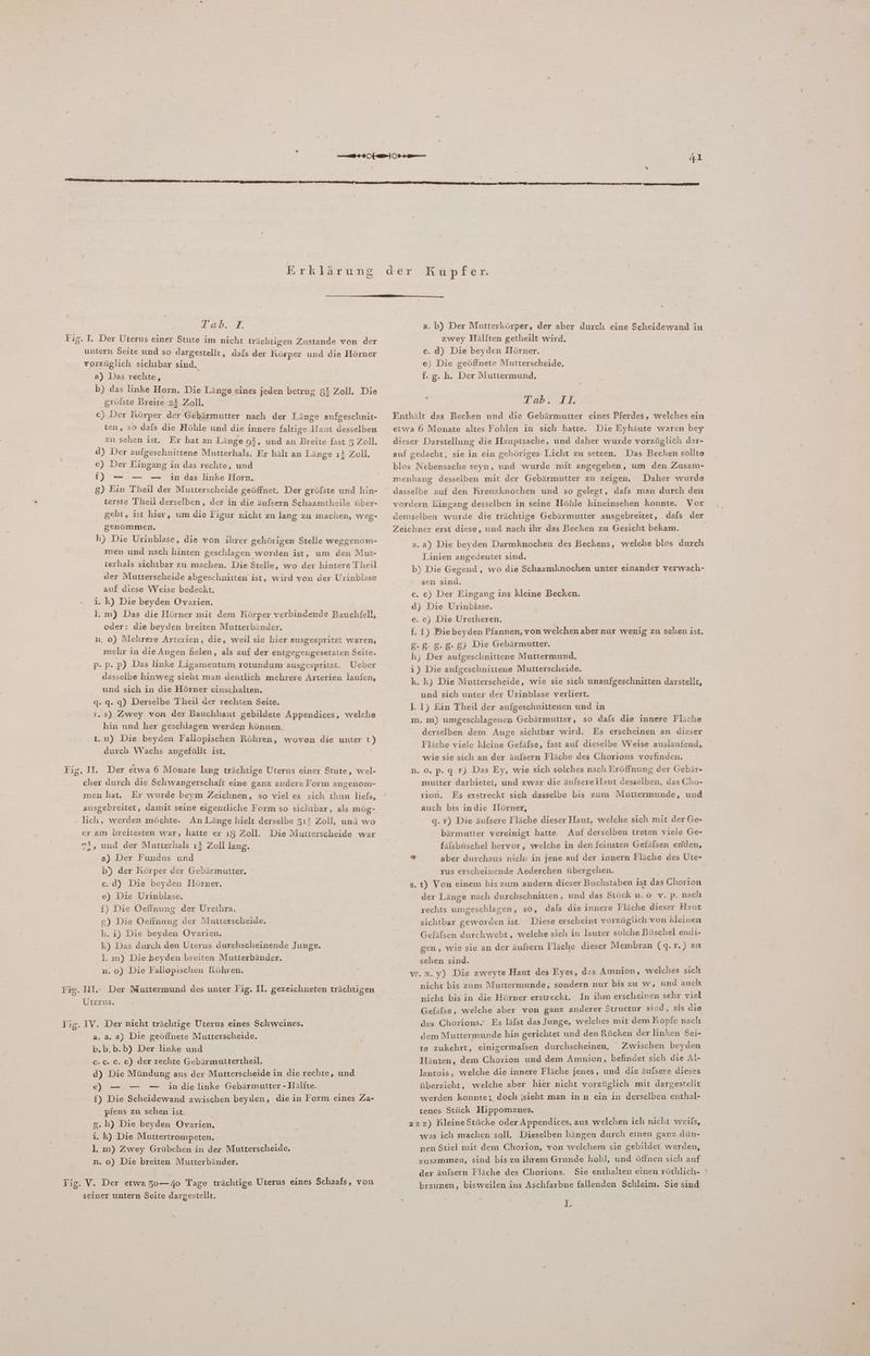 Erklärung 73»; 2, untern Seite und so dargestellt, dafs der Hörper und die Hörner vorzüglich sichtbar sind. a) Das rechte, b) das linke Horn. Die Länge eines jeden betrug 81 Zoll. Die gröfste Breite 2# Zoll. c) Der Körper der Gebärmutter nach der Länge aufgeschnit- ten, so dals die Höhle und die innere faltige Haut desselben zu sehen ist. Er hat an Länge 9%, und an Breite fast 3 Zoll. d) Der aufgeschnittene Mutterhals. Er hält an Länge ı$ Zoll. e) Der Eingang in das rechte, und f) — — — in das linke Horn, g) Ein Theil der Mutterscheide geöffnet. Der gröfste und hin- terste Tlieil derselben, der in die äufsern Schaamtheile über- geht, ist hier, um die Figur nicht zu lang zu machen, weg- genommen. h) Die Urinblase, die von ihrer gehörigen Stelle weggenom- men und nach hinten geschlagen worden ist, um den Mut- terhhals sichtbar zu machen. Die Stelle, wo der hintere Theil der Mutterscheide abgeschnitten ist, wird von der Urinblase auf diese Weise bedeckt. i. k) Die beyden Ovarien. l.m) Das die llörner mit dem Körper verbindende Bauchfell, oder: die beyden breiten Mutterbänder. nn, 0) Melırere Arterien, die, weil sie hier ausgespritzt waren, mehr in die Augen fielen, als auf der entgegengesetzten Seite. p- p- pP) Das linke Ligamentum rotundum ausgespritzt. Ueber dasselbe hinweg sieht man deutlich mehrere Arterien laufen, und sich in die Hörner einschalten. g. 9. q) Derselbe Theil der rechıten Seite. vs) Zwey von der Bauchhaut gebildete Appendices, welche hin und her geschlagen werden können. t.u) Die beyden Fallopischen Röhren, wovon die unter t) durch Wachs angefüllt ist. cher durch die Schwangerschaft eine ganz andere Form angenom- men hat. Er wurde beym Zeichnen, so viel es sich thun liefs, ausgebreitet, damit seine eigentliche Form so sichtbar, als mög- lich, werden möchte. An Länge hielt derselbe 31! Zoll, und wo er am breitesten war, hatte er ı8 Zoll. Die Mutterscheide war 72, und der Mutterhals ı3 Zoll lang. a) Der Fundus und b) der Körper der Gebärmutter, c. d) Die beyden Hörner. e) Die Urinblase. f) Die Oeffnung der Urethra. &amp;) Die Oefinung der Mutterscheide. h. i) Die beyden Ovarien. k) Das duxch den Uterus durchscheinende Junge. l. m) Die beyden breiten Mutterbänder. n. 0) Die Fallopischen Röhren. Uterus. a. a. a) Die geöffnete Mutterscheide. b.b.b.b) Der linke und c.c. c. c) der rechte Gebärmuttertheil. d) Die Mündung aus der Mutterscheide in die rechte, und e) — — — indie linke Gebärmutter - Hälfte. f) Die Scheidewand zwischen beyden, die in Form eines Za- pfens zu schen ist. 9. h) Die beyden ÖOvarien. 3. k) Die Muttertrompeten. l. m) Zwey Grübchen in der Mutterscheide. n. 0) Die breiten Mutterbänder. seiner untern Seite dargestellt. der Kupfer. a. b) Der Mutterkörper, der aber durch eine Scheidewand in zwey Hälften getheilt wird. c. d) Die beyden Hörner. e) Die geöffnete Mutterscheide, f. g. h. Der Muttermund, un. Z1 Enthält das Becken und die Gebärmutter eines Pferdes, welches ein etwa 6 Monate altes Fohlen in sich hatte. Die Eyhäute waren bey dieser Darstellung die Hauptsache, und daher wurde vorzüglich dar- auf gedacht, sie in ein gehöriges Licht zu setzen. Das Becken sollte blos Nebensache seyn, und wurde mit angegeben, um den Zusam- menhang desselben mit der Gebärmutter zu zeigen. Daher wurde dasselbe auf den K,reuzknochen und so gelegt, dafs man durch den vordern Eingang desselben in seine Höhle hineinsehen konnte. Vor demselben wurde die trächtige Gebärmutter ausgebreitet, dafs der Zeichner erst diese, und nach ihr das Becken zu Gesicht bekam. a.a) Die beyden Darmknochen des Beckens, welche blos durch Linien angedeutet sind. b) Die Gegend, wo die Schaamlinochen unter einander verwach- sen sind. c. c) Der Eingang ins kleine Becken. d) Die Urinblase. e. e) Die Uretlieren, f. £) Pie beyden Pfannen, von welchen aber nur wenig zu sehen ist, g. 8: 8.8. g) Die Gebärmutter. h, Der aufgeschnittene Muttermund. i) Die aufgeschnittene Mutterscheide. k. k) Die Mutterscheide, wie sie sıch unaufgeschnitten darstellt, und sich unter der Urinblase verliert. 1.1) Ein Theil der aufgeschnittenen und in m. m) umgeschlageuen Gebärmutter, so dals die innere Fläche derselben dem Auge sichtbar wird. Es erscheinen an dieser Tläche viele kleine Gefäfse, fast aul dieselbe Weise auslaufend, wie sie sich an der äulsern Fläche des Chorions vorfinden. n. 0.p.q r) Das Ey, wie sich solches nach Eröffnung der Gebär- mutter darbietet, und zwar die äulsere Haut desselben, das Cho- rion. Es erstreckt sich dasselbe bis zum Muttermunde, und auch bis indie Ilörner, g. r) Die äufsere Fläche dieser Haut, welche sich mit der Ge- bärmutter vereinigt hatte. Auf derselben treten vıele Ge- fälsbüschel hervor, welche in den feinsten Gefälsen eniden, r aber durchaus nich: in jene auf der innern Fläche des Ute- rus erscheinende Aederchen übergelien. s.t) Von einem bis zum andern dieser Buchstaben ist das Chorion der Länge nach durchschnitten, und das Stück u. o. v. p. naclı rechts umgeschlagen, so, dals die innere Fläche dieser Haut sichtbar geworden ist. Diese erscheint vorzüglich von kleinen Gefäfsen durchwebt,, welche sich in lauter solche Büschel endi- gen, wie sie an der äufsern Fläche dieser M embran (g.r.) zu sehen sind. w.x.y) Die zweyte Haut des Eyes, das Amnion, welches sich nicht bis zum Muttermunde, sondern nur bis zu w, und auch nicht bis in die Hörner erstreckt. In ilım erscheinen sehr viel Gefilse, welche aber von ganz anderer Structur sind, als die des Chorions.” Es läfst das Junge, welches mit dem Kopfe nach dem Muttermunde hin gerichtet und den Rücken der linken Sei- te zukehrt, einigermalsen durchscheinen, Zwıschen beyden Hiuten, dem Chorion und dem Amnion, befindet sich die Al- lantois, welche die innere Fläche jenes, und die äufsere dieses überzicht, welche aber hier nicht vorzüglich mit dargestelit werden konnte; doch jsieht man in n ein in derselben enthal- tenes Stück Hippomanes, 22.2) Kleine Stücke oder Appendices, aus welchen ich nicht weils, was ich machen soll. Dieselben hängen durch einen ganz dün- nen Stiel mit dem Chorion, von welchem sie gebildet werden, zusammen, sind bis zu ihrem Grunde holil, und öffnen sich auf der äufsern Fläche des Chorions. Sie enthalten einen röthlich- braunen, bisweilen ins Aschfarbne fallenden Schleim. Sie sind } T: “