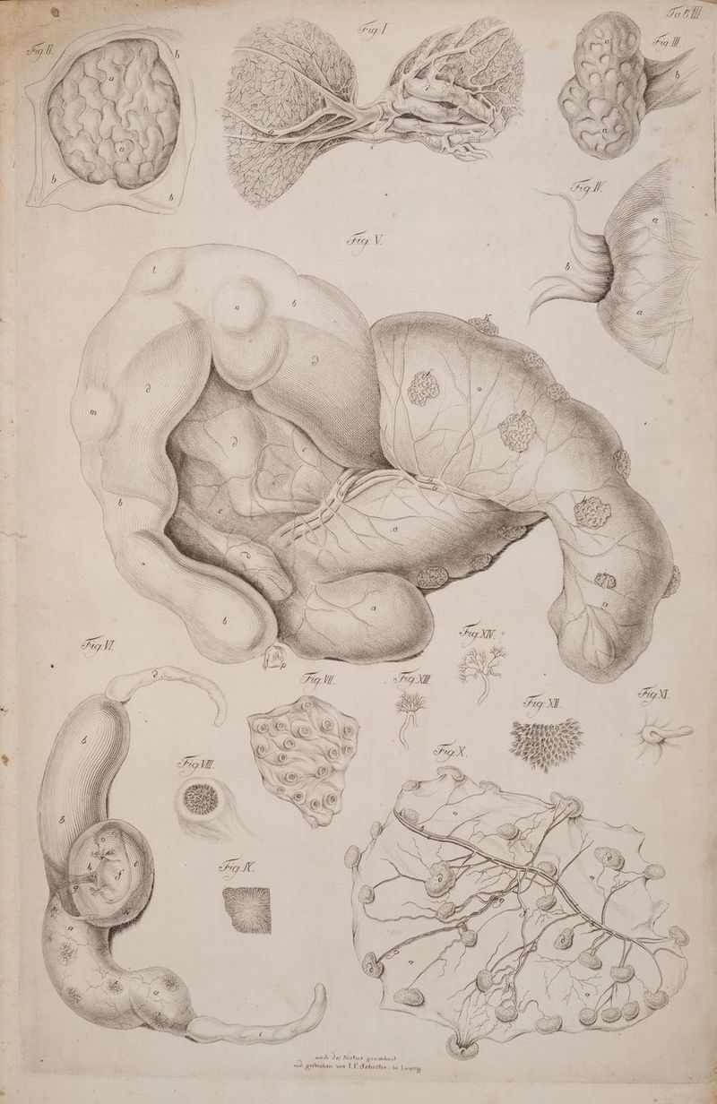 4 öchnut 4 in a gu ae \v B= 727 ch d RN gelte eh nm RASSE at