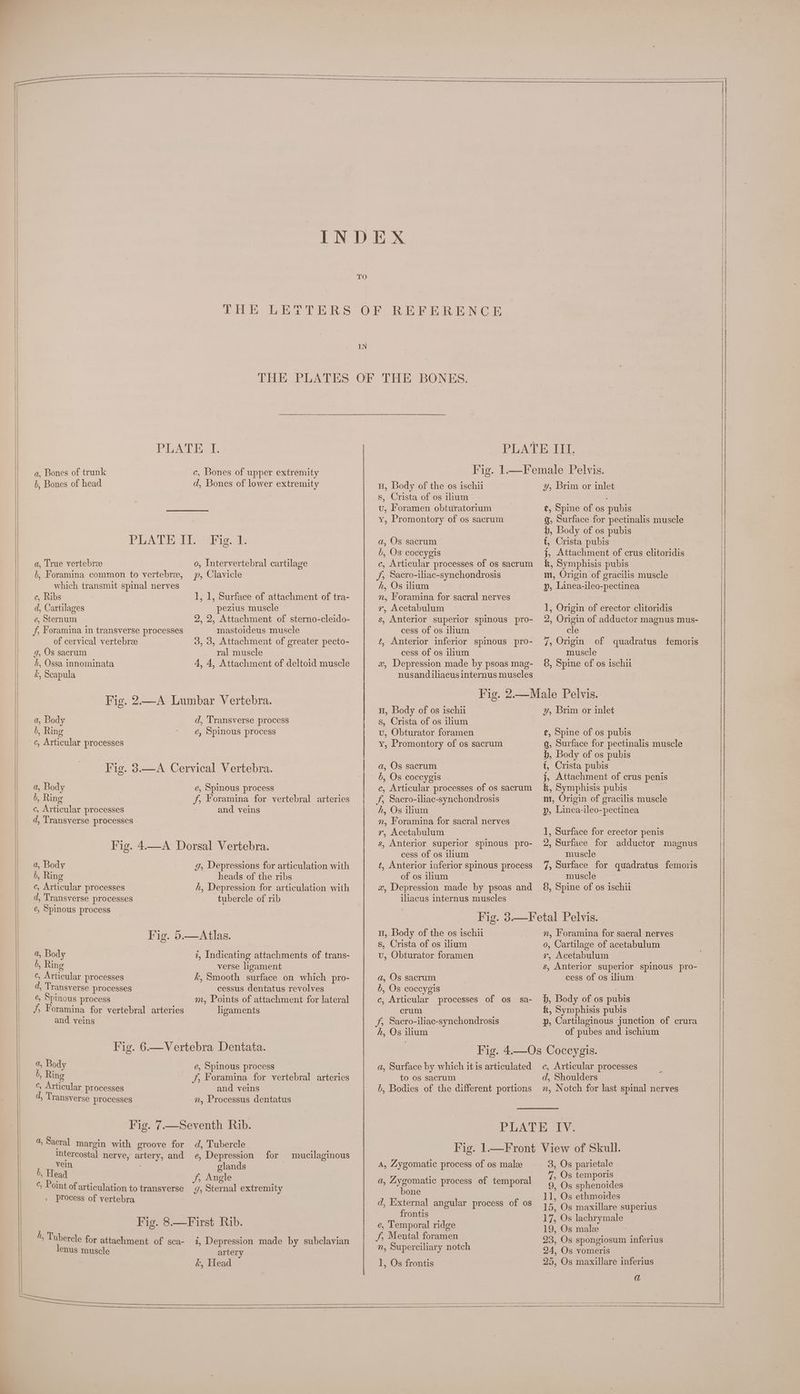 a, Bones of trunk b, Bones of head a, True vertebrae Pig. 0, Intervertebral cartilage which transmit spinal nerves c, Ribs d, Cartilages é, Sternum f, Foramina in transverse processes of cervical vertebrae g, Os sacrum hk, Ossa innominata k, Scapula 1, 1, Surface of attachment of tra- pezius muscle 2, 2, Attachment of sterno-cleido- mastoideus muscle 3, 3, Attachment of greater pecto- ral muscle 4, 4, Attachment of deltoid muscle a, Body 6, Ring c, Articular processes d, Transverse process é, Spinous process a, Body 6, Ring c, Articular processes _ d, Transverse processes e, Spinous process and veins a, Body b, Ring c, Articular processes d, Transverse processes é, Spinous process g, Depressions for articulation with heads of the ribs h, Depression for articulation with tubercle of rib a, Body b, Ring c, Articular processes d, Transverse processes é, Spinous process and veins t, Indicating attachments of trans- verse ligament k, Smooth surface on which pro- cessus dentatus revolves m, Points of attachment for lateral ligaments a, Body b, Ring ¢, Articular processes 4, Transverse processes e, Spinous process and veins n, Processus dentatus vein b, Head . process of vertebra mucilaginous glands g, Sternal extremity lenus muscle arter k, Head u, Body of the os ischii s, Crista of os ilium vu, Foramen obturatorium Y, Promontory of os sacrum a, Os sacrum b, Os coccygis c, Articular processes of os sacrum f, Sacro-iliac-synchondrosis h, Os ilium mn, Horamina for sacral nerves r, Acetabulum s, Anterior superior spinous pro- cess of os ilium t, Anterior inferior spinous pro- cess of os ilium x, Depression made by psoas mag- nusandiliacus internus muscles y, Brim or inlet t, Spine of os pubis q, Surface for pectinalis muscle b, Body of os pubis t, Crista pubis j, Attachment of crus clitoridis k, Symphisis pubis m, Origin of gracilis muscle y, Linea-ileo-pectinea 1, Origin of erector clitoridis 2, Origin of adductor magnus mus- cle 7, Origin of quadratus femoris muscle 8, Spine of os ischii H, Body of os ischii s, Crista of os ium vu, Obturator foramen y, Promontory of os sacrum a, Os sacrum c, Articular processes of os sacrum Ff, Sacro-iliac-synchondrosis h, Os ilium n, Foramina for sacral nerves r, Acetabulum s, Anterior superior spinous pro- cess of os illum t, Anterior inferior spinous process of os lium x, Depression made by psoas and illacus internus muscles y, Brim or inlet e, Spine of os pubis q, Surface for pectinalis muscle b, Body of os pubis f, Crista pubis j, Attachment of crus penis k, Symphisis pubis ni, Origin of gracilis muscle py, Linea-ileo-pectinea 1, Surface for erector penis 2, Surface for adductor magnus muscle 7, Surface for quadratus femoris muscle 8, Spine of os ischii H, Body of the os ischii s, Crista of os ilium vu, Obturator foramen a, Os sacrum b, Os coccygis c, Articular processes of os sa- crum f, Sacro-iliac-synchondrosis h, Os ilium m, oramina for sacral nerves o, Cartilage of acetabulum ry, Acetabulum s, Anterior superior spinous pro- cess of os ilium h, Body of os pubis &, Symphisis pubis y, Cartilaginous junction of crura of pubes and ischium a, Surface by which it is articulated to os sacrum b, Bodies of the different portions c, Articular processes d, Shoulders n, Notch for last spinal nerves A, Zygomatic process of os malze a, Zygomatic process of temporal bone d, External angular process of os frontis e, Temporal ridge J, Mental foramen n, Superciliary notch 1, Os frontis 3, Os parietale 7, Os temporis 9, Os sphenoides 11, Os ethmoides 15, Os maxillare superius 17, Os lachrymale 19, Os malze 23, Os spongiosum inferius 24, Os vomeris 25, Os maxillare inferius
