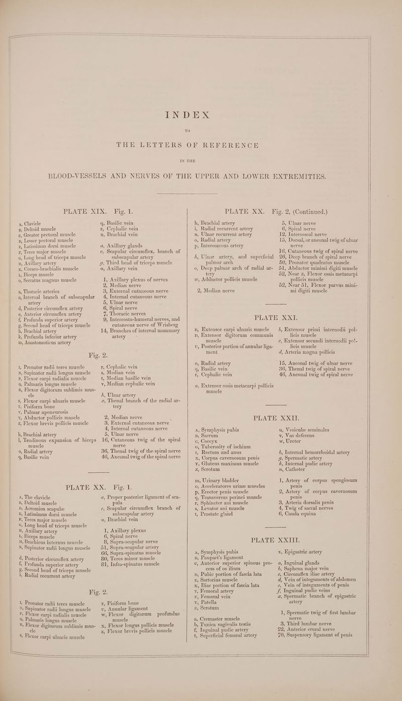 TO REFERENCE p, Lesser pectoral muscle Lt, Biceps muscle c, Internal branch of subscapular d, Posterior circumflex artery e, Anterior circumflex artery f, Profunda superior artery m, Anastomoticus artery 4, Internal cutaneous nerve 6, Spiral nerve 7, Thoracic nerves 9, Intercosto-humeral nerves, and Pp, Flexor carpi radialis muscle Q, Palmaris longus muscle R, Flexor digitorum sublimis mus- s, Flexor carpi ulnaris muscle T, Pisiform bone v, Palmar aponeurosis q, Basilic vein t, Median basilic vein v, Median cephalic vein x, Thenal branch of the radial ar- tery 4, Internal cutaneous nerve 5, Ulnar nerve 46, Anconal twig of the spiral nerve A, The clavicle B, Deltoid muscle D, Acromion scapulee E, Latissimus dorsi muscle F, Teres major muscle G, Long head of triceps muscle H, Axillary artery L, Biceps muscle M, Brachieus internus muscle N, Supinator radii longus muscle d, Posterior circumflex artery f, Profunda superior artery g, Second head of triceps muscle 1, Radial recurrent artery a, Proper posterior ligament of sca- pula c, Scapular circumflex branch of subscapular artery uw, Brachial vein 1, Axillary plexus 6, Spiral nerve 8, Supra-scapular nerve 51, Supra-scapular artery 80, Teres minor muscle 81, Infra-spinatus muscle I, Pronator radii teres muscle N, Supinator radii longus muscle P, Flexor carpi radialis muscle Q, Palmaris longus muscle R, eae digitorum sublimis mus- 8, Flexor carpi ulnaris muscle t, Pisiform bone vu, Annular hgament w, Flexor digitorum profundus muscle x, Flexor longus pollicis muscle o, Radial artery ter 15, Dorsal, or anconal twig of ulnar 52, Near Z, Flexor ossis metacarpi p, Extensor digitorum communis muscle u, Posterior portion of annular liga- ment q, Basilic vein r, Cephalic vein a, Extensor ossis metacarpi pollicis muscle licis muscle c, extensor secundi internodii pol- licis muscle d, Arteria magna pollicis 30, Thenal twig of spiral nerve 46, Anconal twig of spiral nerve a, Tuberosity of ischium. x, Corpus cavernosum penis z, Scrotum o, Acceleratores urinze muscles p, Erector penis muscle q, Transversus perinei muscle r, Sphincter ani muscle s, Levator ani muscle t, Prostate gland PLATE B, Paupart’s hgament c, Anterior superior spinous pro- cess of os ilium E, Sartorius muscle K, Iliac portion of fascia lata vu, Femoral vein y, Patella z, Scrotum a, Cremaster muscle b, Tunica vaginalis testis t, Superficial femoral artery g, Spermatic artery n, Catheter penis 2, Artery of corpus cavernosum penis 3, Arteria dorsalis penis 4, Twig of sacral nerves 6, Cauda equina © XXIII. a, Inguinal glands 6, Saphena major vein d, Vein of integuments of abdomen e, Vein of integuments of penis x, Spermatic branch of epigastric artery ], Spermatic twig of first lumbar nerve 3, Third lumbar nerve 22, Anterior crural nerve 70, Suspensory ligament of penis i