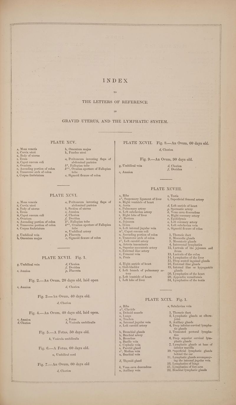 p, Cervix uteri K, Body of uterus L, Lleum mM, Caput coecum coli nN, Ovarium o, Ascending portion of colon p, Transverse arch of colon s, Corpus fimbriatum A, Mons veneris BE, Cervix uteri K, Body of uterus L, Deum M, Caput coecum coli nN, Ovarium o, Ascending portion of colon p, Transverse portion of colon s, Corpus fimbriatum g, Umbilical vein h, Omentum majus g, Umbilical vein c, Amnion PLATE | | | c, Amnion c, Amnion d, Chorion TO IN h, Omentum majus k, Fundus uteri a, Peritoneum investing flaps of abdominal parietes k*, Fallopian tube k**, Ovarian aperture of Fallopian tube z, Sigmoid flexure of colon a, Peritoneum investing flaps of abdominal parietes 6, Section of uterus c, Amnion d, Chorion J, Decidua k*, Fallopian tube k**, Ovarian aperture of Fallopian tube n, Umbilical artery p, Placenta z, Sigmoid flexure of colon XCVIL Fic 1. d, Chorion J, Decidua p, Placenta d, Chorien e, Fetus h, Vesicula umbilicalis d, Chorion 'g, Umbilical vein c, Amnion d, Chorion A, Ribs A*, Suspensory ligament of liver D, Right ventricle of heart BE, Aorta r, Pulmonary artery H, Left subclavian artery 1, Right lobe of'liver 1*, Rectum kK, Jejunum L, Hleum _ M, Left internal jueular vein m*, Caput coecum coli o, Ascending portion of colon p, Transverse arch of colon p*, Left carotid artery qa, Arteria innominata R, Superior mesenteric artery T, External iliac artery u, Femoral vein x, Penis d, Right auricle of heart e, Gall-bladder f, Left branch of pulmonary ar- tery , g, Left ventricle of heart 1, Left lobe of liver r, Testis t, Superficial femoral artery gJ, Spermatic artery h, Vena cava descendens r, Right coronary artery r, Epididymis s, Left coronary artery v, Left subclavian vein z, Sigmoid flexure of colon 1, Thoracic duct 2, Mesocolic glands 3, Mesenteric glands 4, Intercostal lymphatics 12, Lacteals of the jejunum and ileum 13, Lacteals of the colon 14, Lymphatics of the liver 15, Deep -seated inguinal glands 16, External iliac glands 19, Internal iliac or hypogastric glands 20, Lymphatics of the heart 29, Appendix vermiformis 34, Lymphatics of the testis A, Ribs A*, Clavicle B, Deltoid muscle e, Lungs K, Trachea mM, Internal. jugular vein p, Left carotid artery b, Bronchial glands h, Brachial artery k, Bronchus q, Basilic vein r, Cephalic vein s, Parotid gland s*, Median vein u, Brachial vein Z, Thyroid gland h, Vena cava descendens u, Axillary vein #, Subclavian vein 1, Thoracic duct 2, Lymphatic glands at elbow- joint 3, Axillary glands 4, Deep inferior cervical lympha- tic glands 5, Truncated pectoral lympha- tics | 6, Deep superior cervical lym- phatic glands 7, Lymphatic glands at base of inferior maxilla 10, Superficial lymphatic glands behind the ear 1], Lymphatic glands accompany- . ing the internal jugular vein 18, Lymphatics of lungs 21, Lymphatics of fore-arm 22, Brachial lymphatic glands