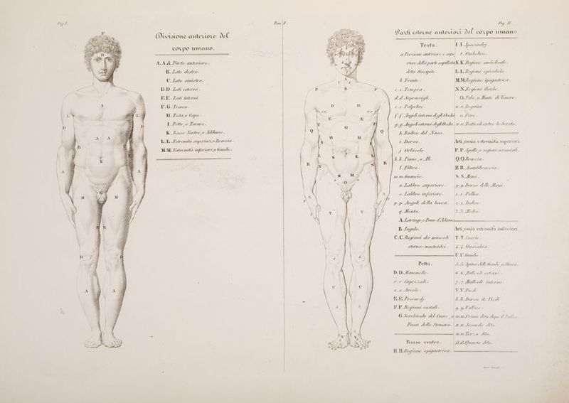 Rig.Z Divisione antertore del i {l f ci SÌ 7 (4 coupo umano, CES TQ » AA&amp; Parte anteriore. DL DR DB. Zato destro. C.Zato smuistro. DD. Zati esterna . KI. Zati acerra i 9 n) NEYZE _ LS d FG. Zronco. at E IRE Hr H.Zesta,o (apo è (44%) ; AU CRITIMAMIA - ’ SDAI 50 I. /etto, 0 Torace. 7 ei: dI NWA 00: z . i\ 30604; SANE ] TL dd \} 007% dA A lr 3 .) Mi i K. Busso Ferre, o Addome À AA | RA A: A i CIA ò ( È, sil, dai È ; AIA NYA DV E È 5 Ro RIA VS il SA. À: L.L.Zstremita supertori, o Braccra . ii FMLIRI DU ; H rat, 4 He B va [SI di), 94 ìì 2, sorio Canal NZ: i A DD MM. Zstremita uferori,o bambe. fi SEA i SAGA BB UE Co 28 | ue Macon 00 NI ila di Gio \ <-> | i VEE DAVATAAI AN Î pr DI4000:48 “TU LEVANT lo: IAAUMIARI \ INNI p ; 4010109 i NI Z PA 4 CARI RN | Gi x AG gi AI ) 340 008 Ni È SA \ De GA \ \ TAG AO 24 ; va ; 4; VIII) 94 4 Hrtti 2944441 (4 (A 4) 6040041 <<  SASSARI \ paci 7, SA M Dai /j} si6a 14.) P SA00/); Sl, IG444)), 1 EEEINNANN Ii, \ LEI sa 444 \ IMRRORNRNN N IN ISG4 044 I MEBERERNAN\\ È SIM Fi \ LE IVA) IBMERTNRNONV AN! AVAHA IMEANALI (I SIIAADANA EEN: TIIAIONA IRBEGINRAN ANNE LIAN il IcpIAATN (N) E ATIAAMIA l TP, Ti, plat VA, b ELISA: ZIA | { MON ì5) ni | MaI”, DA 7 \ DI) (TZ | VI ) i 7, 041 / 7 Nu tI 17/4) di TY} di RO) SII ti VAN 44, Ni IA DS255 05% di I 44, in: BUN\ SAY viti SANI TA O AMI ASA); AVI SAM TAI tici SAN 01) | SAN LIAN ìì PI 4 ag | fi NES MO, fia vg: ISSN 22/46 A | 9 PARONA i; ;Ji1: «SAM I VA Vl pe 4) È A 4 phi 3 A | \ % i SI 4 vi hi; Ri 6 più À 941 RNA Di SAI, CERA j “IAA ct CVA IRA VÀ ‘A 04) Da 044) SUSA 0004 n SAVA 4 VA NANI 10% Si Hi vi SANE AIAR DI AMEN 4 004 BI OOTAZIA N SCAI0AM ARCA > 1 AÙD\ A 49 ANNI AGI AI \ 500) 05014: N 444) \ WIV0014) 90) 0004); 94 SIA 00 SIA 7007) CIA) 1 44900, A i Ù4) V4U 0) i 4, 04 (1639) AAA 1:)} 144 p 204) i 14 ‘ 44 Mio 4) da i LEÉ d Ah Vi i H ti 1) 7 Y È Li L} {It 4 Di ni?” A i I 11103 1) e pe” TaoA7 Lig.Il. = È . . LI SRBIL Pad esterne anterto it del co po unano FR . ZÒ 3 E I J Apocondry . il a Porzione anteriore e supe 1. Ombelico . riore della parte caplataK. K. Regione ombelicale. detta Stregple È L.L.Z equorii epicotiche . L b.Lronte . MM.legrone ipogastrica . c.c.T'em pia NNL2 eguoni iliache.: L Î \ dd. Sopraccigli. O e, oIonte di Venere. u.u.frnquni C. e.Palpebr e. “+. , È i \ \ È. E Angoli oderni degli Occhi v. Lene . VAVZ Angoli esterni degli0eché. x.o.Testicoli entro lo Scroto. hfadice del Naso. - di DA ca. Dorso. Arti ossia esfremifa superiori. $ Orbicolo: > il k.kh.Pinne,0 4h. O.0OBraccia . L.Liltro . RR Avartibraccta S.S Uan. Y -y:Dor #0 delle Mor - PSP: Jp alle,o vegiori {acromiate. | mm.buancie. | n.Labbro superiore . Î o.Labbro wfertore. 2.1. Polhce. p.p.drngol della bocca. |\2.2.Lutce. JMento. AA A Large o Lomo dÀdamo rep liaa . » i ‘ NE . £ . B/eguo. Arti ossia esfremifa inferiori C CRegioni det muscoli. TIT. Corcie. sterno-mastotdei. |£.£.Ginocchia. WU. Ganbe . Petto . db. Sora dello combi 0% Hnico . 00). Malle oli esternit - 7.TMalleoli: interni . D.D.Uammelle. Der. Capeh kot .d.Areole: VV.Piedi 10.14. /record. 6.6.Dorso de' Piedi WI Éegioni costati. 9 g. Poll ec Giserobicolo del Gore ,0\10.10Lrimo dito dopo al Pollice. Lossa dello Stomaco. |z.n.Sccondéì dito. 20.19. TO deto . Passo venfre. HM Regione epigastrica. SERIE bnet. Bonett +