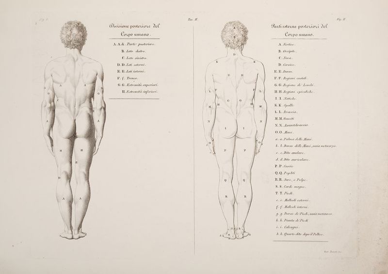 L del toce del d Coxpo UNTLOWMOO . 4) cestexune poste UOC uwstone poste d Cocpo umano A È Ver tico AA &amp; Porte posteriore. PB. Ve cipite È destro . B. Zato C.Nuca. O. SUL C. Lato D.D.Lat esterno. E.E.Z . ati adtermt. . oni costati. . ha G.G. Regione de’ Lombr . P.F. Ae z a. a.Patma delle Mani. b. bè Dorso delleMani ec.eclito anulare. braccia. (L K.K. Spalle L.L. Braccia. M.M.tomiti N.N. Anar 0.0. Mari. OSSTA MCTACAT'PO . lare. AULICO P_P_losct d. d. Dito € Q.Q.2opliti . » Mort. Ù ecruta SUPpertori. H.ZAstrendita ve G.G. str = = == @o\vvV\r -rrrÈ-attv ES prcioasba i”iMme+@e&amp;ttìéettte SE NT x <> SSN ZZZ TÀ NasaIat&amp; @——_o*t oec—==_—ènià. AS EVVTRTRTBTRÀ wVYYwwwsssk f, R.R.Sure,o Polpe. . Corde magne . S AVE VT S dr. ze e.e. Malleoti esterni 3 . udernt. de f. Halleot SILA TICIULArSO . (0) , URINE Dorso de’ Pre, h. h. Piarta de' Piedi qnt . . Calca k.k. Quarto deto dopo DE Uece. el Po bocet. Bonatti tic .