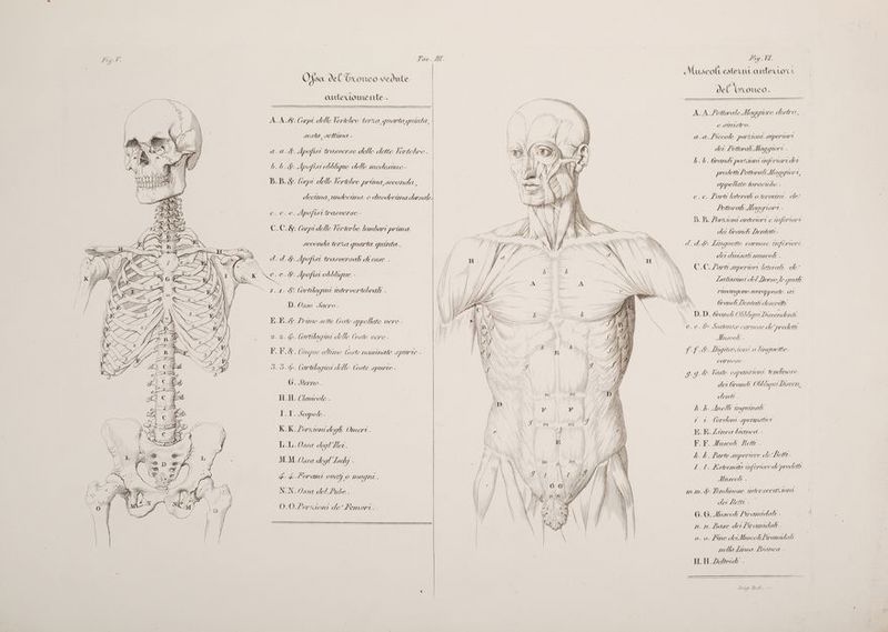 Lig.V. i Ù I x, ii f | ù ICAIIN \ G i TO OLI Ne A 10 e poro 7 NI JN \ NT N Ì Î PI = pali Ò LL T_T ) Î\ i 0: N: Fig. VI Muscolt esterni antertoti Ofsa del iconico vedute ì Ea HA i del brconeco. amte uo mente . ALA _PettoraleMaggiore destro, A_A.8 Corpi delle Vertebre terza quarta nunta DZ Y ue ci ii i sh se cumistro. sesta, settuma GARE DR) ci Apofisi Wwasverse delle dette Vertebre . b.b.Y. Apofist obbligne delle medesime B.B.&amp; (ope delle Vertebre pruna, seconde, a.a. Piccole porzioni superiori dei PettoraliMaggiori . 6. 6. Grandi portaoni mferiori det I predetti PettraliMaggiori, appe Mate toraciwche . decina, undecuna e duodecima darsule c.c. Parti laterali o termo de’ e. e. e. Apofisi rasverse. | Vi 2 ‘abi Hlo ui DE D. B. Zorxaoni anteriori e wiferiori C.C.&amp;. Corpi delle Verterbe lombari prima dalai Dadi veconda tera quarta quinta, d.d.&amp; Lugquette carnose tiferiori d.d.&amp;: Apofisi rasversali di esse . dei dEi L ci C.C. arti. QPEPTOTI laterali de’ e.e.d. Apofist obblique Napae i f G $ Apofi i Latissumi del Dorso, le quali 2.1. $i vtilagan intervertebrali . ì rumemepono sovrapposte at IN aos D. Osso Sacro. pS Grandi Dentati descritta \. DD. Gradi Obblgia Discendenti \\ KE. Zune vette loste appellate vere. ! DINI e.e.s Sostanze CATROSE de predetti Mhuocok 5 ff. Dugitastoni 0 linguette (O L CATNOSE - 2.2. $. lntilagui delle Coste vere. U I .8 Grue ultime loste nominate spwrie. \ Ì\ 5.0.9. (artilagiri delle Coste spurte 1 GG Vaste espansioni tendmnose \ | | Vj / i) 4A I Ù | | IjIT] / /, Ul ) J A GUIA , 3 ta TATA i I77,, det brani Obi Dascere Le Miglia | - H.H. (lavicole i \ IINELEI ff N | AIN i YA AVV de rete . cano \\\ \ i MI RASO Ca A.h.Anell mquinati Ko Senpole . \ | DL tfr i (ordoni spermatiei E.E.Zimncea branca - FF. HUuscol Lett . kh. k. Parte supertore « lo’ Betti. 2.1: Estromita unferiore de predette Adhuscoli . K.K. Zorxwni de gh Omeri . LL.Ossa degl Moi. MM Ussa degl Lschj % = == YWVYùéyyè 4. L'orami Ovay,o magna. NN. Oasa del Fube, m.m. jp: Tendinose tntersecaziori dei Letti - 6. G. Muscoli Pwamidat n. n. Base dei Paramidali - o. 0. Fine deiMuscoliPramidali nella Linea Bianca . H.H Delrid . 0.0. Porxioni de' Femori Luigi Rados wu