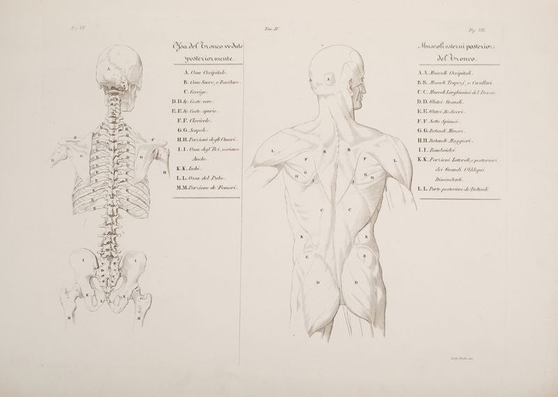 I; È = 77 i - f Di c A Opa del lx onco Vedute vi Muscoli ester postero ‘postero mente. Ò el tO FCOULCO . A. Osso Occipitale. AA Muscoli Occpitati. B.B. Muscoli Trapezy, 0 tucullare. C.C. Muscoli Larghissini del Dorso. D.D. Glutei trandi. KE.E. baci le dioeri. B: Osso Sacro 0 Basilare: C. (occige, D.D.&amp;. Coste vere. RE.8. Coste spurie. F.F. Clavicole. G.G. Seapole- H.H.Zorioni degli Oneri. F.F. Sotto SPmnost G. 6. /iotondi Minori. DN H.H.Zotondi Maggiori. na n 1.1. Ossa degl'Hei, ossiano. i K.K.Zschi. Wii MM.Porxione de'Femori. \\ \ L \ \\ K.K L'ortioni Laterati, e postertori i Discenderti. LL. Parte posteriore de’ Dettori se Ai ZZZ \ K / \ \\ \ HI) D \ K \ ii NIN MZ \ \ VU IBIS (((/} LI 7 ITAGATA ì \ \ 4 fl} 7) : IM \ \ \ \\ \ ì II) } \ ni \ \ S il \ \ | I Lurgi Bados mne. Lu