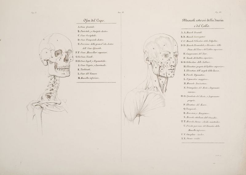 Ofsa del Capo . Muscoli esterni dell'a Saccia oo frontale. e, Ò el’ Co (Vo. B./aretale 0 Stnepite destro. KA Meo ioddi; È =d C.0sso Vccipitale. B.B. Muscoli Corvigatori D. Osso Temp orale destro. C.C Huscok Orbicolari dell L'apebre D.D. Muscolo Piramidale, o Elevatore delle Pane delVaso C do lLabbro ‘ sperone ; E. /orxtone della grand ala destra dell'Osso Sfenoide. F.F.0ssa Mascellari supertori. G.G.Ossa Nasalt . I. (ompressore del Naso . I° Nasale del Labbro supertore , \ I RR e nn 6.6. Orbicolare delle Labbra. Ùu il | I. Osso Unquie, o Lacrimale. ae > H.£levatore proprio delLabbro supertore ; guri K.Zurbinati. Dl) III = M. Li I L.0sso del Vomere MMascella uferiore. I. Elevatore dell angolo della Bocca. K. Precolo Ligomatico Lei tgom atico maggiore > MMUuscolo Buetnatore. INGEZE riangolare del Mento eDepressore comune. | 0.0. Quadrato del Mento, o Lepressore pPropI O. P. Mevatore del Mento . O. Temporale. RMas retere,O Manqtatore Li ol S.Muscolo attolente dell'Orecchio. seco 6 1 . TT Uuscolo Sterno - cleido -mastordeo . U. Piccola porzione del Binentre della Mascella mfer MOLO . | V.V. Umoplato - vordeo. XX.Stlerno-tordet .
