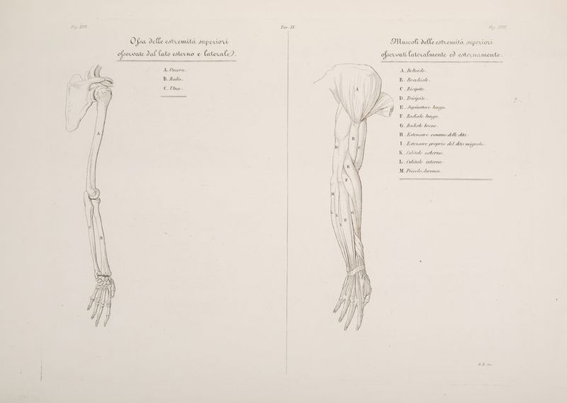 Mis PVI LA} IVI i : Pap JA O {oa delle estiuemità superior Muscoli delle estremità superiori ofservate dal {alto edtemo e laterale) . | ofsevvati l'atecalm ente ed esternamente. A .Dettorde. BD. brachiale. (GA dept i A.Omero. B. Radio. ai C. Una. | D. Zinepite . U A d) deli Si | |. Swpmnatore lungo . i | Vl. Radiale lungo. J ! G.ladiale breve. Al H. Lotensore conumne delle dita. I. Astensore proprio del dito mignolo . i | K.(ubitale esterno. 1A LU. (ubitale interno - Ig “I } l 3 7 M. tecolo Anconco . (7 x ut