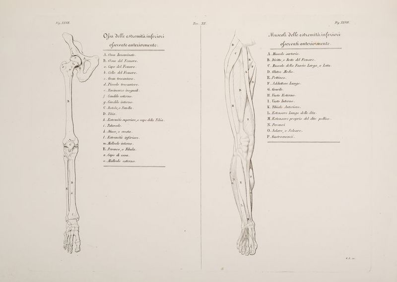 Fig. AVI. O sa elle estremità ivferci SU ofservate anterto mente. A.Ossa lanominate. a- Capo del Femore - b. Collo del femore. e. Gran trocantere. d. fuecolo trocantere. e. Eimmen€ze ineguali f. Condilo esterno. 9g -Condilo interno. C. Botola, 0 fatella . D. Libia. A. Estrenita superwre,o capo della Libra . i. Iubercolo. kh. Îinco, 0 cresta . l. Estrenita aferwore m.Malleolo terno . N. feroneo 0 Fibula. n.lapo di essa. o.Malleolo esterno. \\ \ O q5;I MI NIN t\\\ % \\ 2 = 7° bi N ET Muscoli delle estremità /mferno vw ofservati anterno ‘mente. A.AItuscolo sartoriwo. B. Diritto 0 Retto del Femore. C.ituscolo della Fascta Larga, 0 Lata D. 6luteo Medio E. /ettneo. F. Adduttore Lungo . G. Gracile- H.Vasto Esterno I. Vasto ferno . K. Zibiale Anteriore. L.Estensore Lungo delle dita - M Estenvore proprio del dito police. N. /eroner 0.Solare, 0 Soleare. P. Gastroenemi.