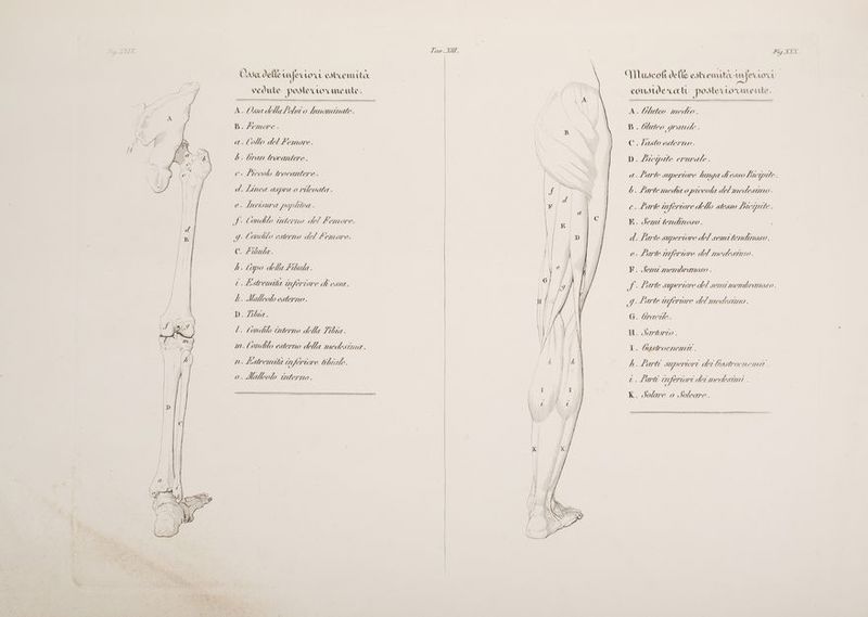Ossa delle ife ‘LO OL CItCuATA vedute postero mente. A. Ossa dellaLebrt o limominate. B. Zemore . a.lollo del Femore. b. bran trocantere.. e. frecol trocantere. d. Linca ASpra 0 rilevata . ra po<plitea . ff. tondilo interno del femore. g. (auto esterno del lemonre. Cc. /iwbula. dh. topo della Libula . i. Estremita fertor ed essa. k. Malleolo esterno. bela L. tondo tnterno delle Libia . mi. ondilo esterno della medesima. n. Lustremita mnfertore tibiale. o. Maleolo interno. Hiro VALE. Fig XXX. UNuscoflt delle estremità unfex AOOU considerati p osterro‘umente. A. Gluteo medio. Bb. Otuteo grati de. C. Vasto esterno. D. Liequte erurale. a.Larte seqpertore lunga di esso bieqadte. db. Lante meda 0 precola del medesimo . e. L'arte mnferiore dello stesso Bu pito. KR. Semi tendmnoso. i di fante SUPertOre del vemitendnoso. e. Larte uofertore del medesimo. F. Sena mendranoso . gi . Lante superiore del semi mendbranoso TA Lante mniferiore delmedisina G. Grace. H. dertorio . 1. Gastrocnemt. h. Larti SZQPCTTOTI dei bastrocnemtt. TAM 27/222 cnferiori dei medesimi . K. Solare 0 Soleare.