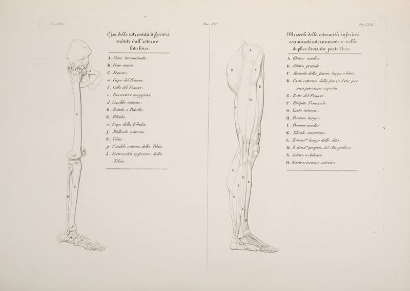 G 570) . NS 1) . « Ofsa delle estremuta inferto 7%.) vedute dall'esterno fato loco. A. Ossa Gurominate. B. Qsro sacro. C. femore. a. (apo del femore. e. Ihocantere mayo ONE . d. Cirohilo CITETTLO . D. Motula o Patella. E. /ibula e. Capo dell'a l'bula. £ Malleolo esterno. P. Jia: | . Condilo esterno della Tha . . Lstremità in fertore della libia . È, 2 == DZ ESSE x < == ES YVW]ùt Z= === w <« an = = Ni =_= »vdo ‘=== = XY ]E = a =N TT ERROR = > = eni TT ig. XNXII. Muscolt delle esteemita vfe ‘CLOU . ri DI esamumati esternamente e ella duplice dwvsata parte fosco. A. Gluteo medio. C. Muscolo della favera larga 0 lata . € D. lato esterno dalle Sfascia lata Per UNA POrKIOTO COPCI lO - = KR. hello del Lemore . F. bicipite femorale. G. lasto tilerno. H. /eronco luri go . I. lermeo medto . K. Zibiale antercore. L. 4A'vtens” ZZZ o delle dita. M.£ SCenS PPOPIIO del dito pollice . N.Solare 0 Soleare . I > ° O. bastroenemio este; TO .