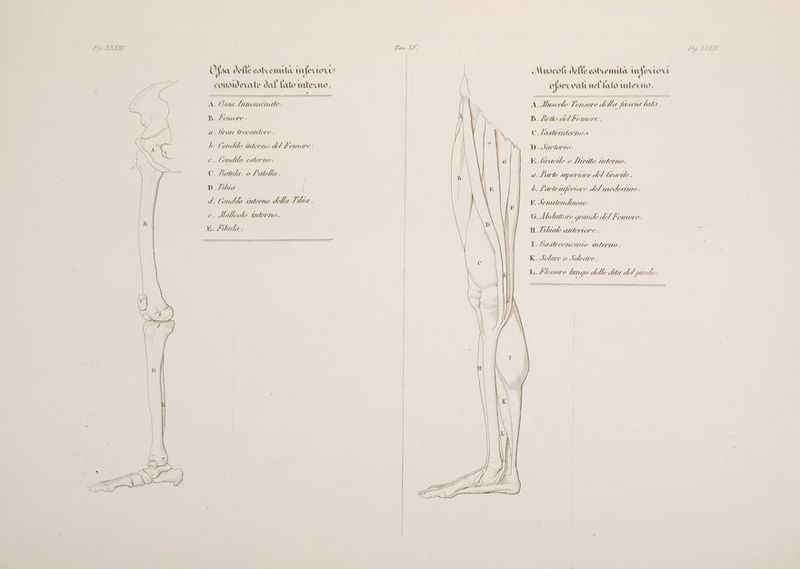) GU Le 7 « 4 odg: ta a z Ofsa delle estremuta tufertoro Muscoli delle cotuenutà n feroci 3 I | F pe ue considerate dal lato unterno ) . 30 a L'asino tunel (ato tecno . 4 A. Ossa Lanominate. Pi Mas A 7, V, C1L.S00 e NE; 7A sfeasc cia Vaie. Bb. Lello del femore . Clastorderno.» 14 D. Zemore - >) a. bran trocantere . bh. Condilo interno del femore. Di. vio. e. londilo esterno C. /totula 0 Patella. Di. ela I di tondilo interno della Vibia . . Halleolo interno. E. /ibule. KE. 6racle o Diritto interno. a.fuarte superiore del bracile . b. Parte fe: vore del medesimo . F. JSeniendinoso. G. Abe liettore y/ aloe del femore. Roe n. Zibiale anteriore . vii (os I. Gastrocnemnao mterno . K. Solare O Soleare. Li. £ doSSO? e lungo delle dita del pei MEA ps Î } \ Il | > ==î)htt_à&amp;&amp;;}}_à=