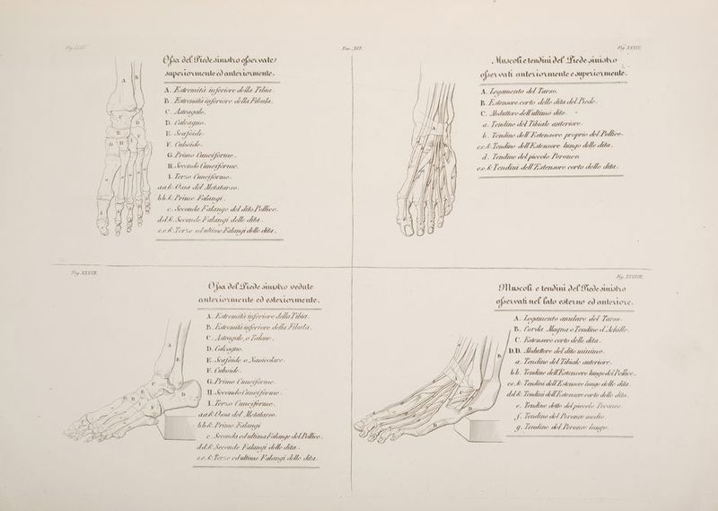 O, {oa del Prede sinustico ofservate? Muscolie tendini del Piede Juutstco i ofse «vat ante o'vmente e supero ‘mente. Super rorumente ed anterro mente. A. legamento del Larso. B. Estensore corto delle dita del ftede. C. Abduttme dell'ultimo dito. * a. Tendine del Libiale anteriore. b. Terudine dell'Kstensore proprio del Lolhce cc&amp;Tendme dell bstensore lungo delle dita . d. Tendine del piccolo Leroneo. ce.&amp;Tendini dell bstensore corto delle dita A. Listremita inferiore della Libia . D Aswemita inferiore della LWula. C. Asti agalo. D. < aueagno. E. Seaforde V. (ubotde: G./ramno (imetforme H. Secondo lai edo mne: I. Zero (mnciforme: RATA de. Ossa de I Metatarso. Db.&amp;Lrime Llangi e. Seconda £ alarge del dito follice. dAd&amp;.Secondela ANI delle dita. erk.Ierze ed ultimo Litlangi delle dita. Fig. TIXITII. O, {sa del Prede smustco vedute ù INuscolt e tendini del Piede sinistico anteto mente ed estero mente. ofservatinel (ato esterno ed anteriore. i A. Lstremiti ife ore dellalbia . A. Legamento mutare del Var: vo - i ll I9ZA77, TOZIZIAAI 1 ertone della Libula ; br me, Magna o Le endmne AdAchille. C. Astragalo o Salone. ae: POSA delle da . D (aeagno. | DD. Mduttore del dito minimo. HB. Seafoule o Navicolare . calette F.(uboude. b.b. Tendine dell'Esstensore lungo dellodice. G./Vimo (unciforme. ce. de Tendini dell'Estensore lugo delle dite. dd dk. Tendiri dlUEistensore corto delle dita. e. lendine detto del piccolo Lermeo. n => > 2 Ò = = H.decordoluneiforme. ne I /erzo ( uneiforme 1 __ aak&amp;Ossa del Metaterso. ] » | Lendine el Loronceo medio. [Il IE 0 5; . GE “ Ù u 7 î 7 P i bb&amp; Frame Lala (71 NA 9. lendne del Leroneo denigo. REZIANAA Jji] 2 i s = z ) / SA “g) 7 Li ill È Mb e Secolo cd ultimabitlange del Dolce. PIV SI Di A (NINIUNIA va dAd&amp;k.Seconde Lula 77 delle dita. ee.&amp;Terze ecd'ultime Lalangi dello dita.