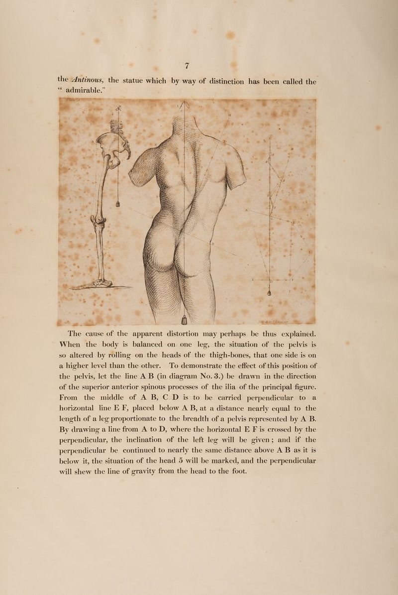 the Antinous, the statue which by way of distinction has been called the ‘© admirable.” —— We S SSN N Hy’ La Ss SAY x a AN SS SQ yy aS QQ Vd Z LZ ~~ ‘ Uf} Sa A hye =; Yn E to WOE Ly bbe ee yy VAL Up \\ WSS a7) aa) WK 14) \ \ AM . ZZaN | ‘ey Wi — 7a) WS | / | INA ASK 41) ¢ \ ‘aim A\WN | . ; 7 Jat . a The cause of the apparent distortion may perhaps be thus explained. When the body is balanced on one leg, the situation of the pelvis is so altered by rolling on the heads of the thigh-bones, that one side is on a higher level than the other. To demonstrate the effect of this position of. the pelvis, let the line A B (in diagram No. 3.) be drawn in the direction of the superior anterior spinous processes of the ilia of the principal figure. From the middle of A B, C D is to be carried perpendicular to a horizontal line E F, placed below A B, at a distance nearly equal to the length of a leg proportionate to the breadth of a pelvis represented by A B.— By drawing a line from A to D, where the horizontal E F is crossed by the perpendicular, the inclination of the left leg will be given; and if the perpendicular be continued to nearly the same distance above A B as it is below it, the situation of the head 5 will be marked, and the perpendicular will shew the line of gravity from the head to the foot.