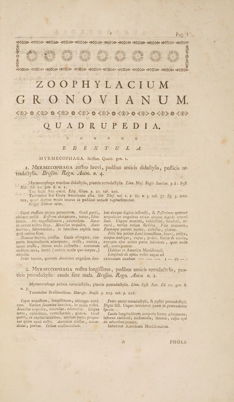 . 22100507 5.5 2 Pe quie e cQePmSo epens3o c06ssS 0 epe; 20 cgess50o «0650 s: 30 c06:5509 co96550» eges T-— Pocowi«eo NU uM E SUUS SE C Me uH E aNKL QUU T $5 LET D Ww u€ Z6 uA mA c! Peer ze a X à WES d a TUR Tin ARS ae hy à «oon ense [ E D E M aV i Ü X E: ze zs Pin Hr Apapab loh. 787 9st. Belgis Mieren - eeter. 7.Cáput craffum antice peracutum. - Oculi parvi, oblique pofiti.. Roffrum elongatum, tenue, fübu- latum. - Qs anguflifümum , edentulum. — Nares in antice roftro fitae. . :Maxillae aequales. —ures poít oculos fitae. Truncus brevis, craffus. poris longitudinem adaequans , craffa , conica , apice craffo , fubtus nudo inftru&ta : caeterum undique laxa, brevi ( eodem modo quo corpus, ) obtecta. Pedes breves, quorum interiores unguibus duo- Cauda elongata, cor- bus absque digitis inflru&ti, & Po/leriores quatuof aequalibus unguibus etiam absque digitis armati funt. Ungues maximl, validiflimi, fubulati, ar- cuati, verfus volam flexiles. Zola manuum, Plantaque pedum nudae, callofae , planae. Pilis feu potius Laná tenuiffima , brevi, erifpa; corpus undique, caput, pedes, facies & cauda, elt, conteguntur. Habitat in America Meridionali. : Longitudo ab apice roftri usque ad exuremam caudam, -——-.-——— ——e. 1 —— 5 Caput anguftam , longiffimum, oblongo- COni- cum. Narium EE TREE in apice roftri. Maxillae aequales, rotundae, edentulae. Lingua peres , cylindrica, vermiformis . glabra. us parvi, in capitis lateribus, auribus paulo propio- res quam apici roftri. Auriculae craffae , IOotun- datae, parvae. Collum crafiiusculum. Pedes antici tetradactyli, & poftici pentadactyli: Digiti fifi. Ungues breviores quam in praecedente fpecie. Cauda longitudinem corporis ferme adaequans, inferne carinata, nudiuscula, ibütorta , cujus opé Inhabitat Ainericam Meridionalem. PHOLL