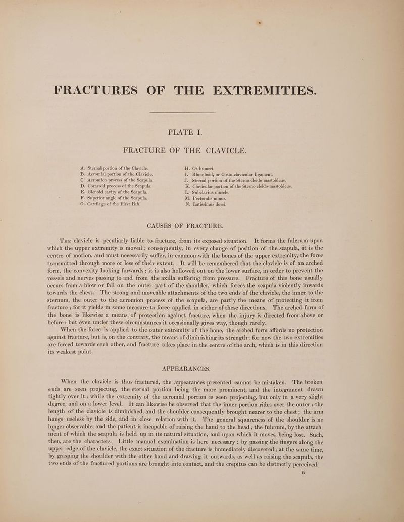 FRACTURES OF THE EXTREMITIES. PLATE I. FRACTURE OF THE CLAVICLE. . Sternal portion of the Clavicle. . Acromial portion of the Clavicle. Acromion process of the Scapula. . Os humeri. Rhomboid, or Costo-clavicular ligament. Sternal portion of the Sterno-cleido-mastoideus. . Coracoid process of the Scapula. . Clavicular portion of the Sterno. cleido-mastoideus. . Glenoid cavity of the Scapula. . Superior angle of the Scapula. . Cartilage of the First Rib. . Subclavius muscle. . Pectoralis minor. QAQAarr A> ZeE0ACC SE . Latissimus dorsi. CAUSES OF FRACTURE. Tue clavicle is peculiarly liable to fracture, from its exposed situation. It forms the fulcrum upon which the upper extremity is moved; consequently, in every change of position of the scapula, it is the centre of motion, and must necessarily suffer, in common with the bones of the upper extremity, the force transmitted through more or less of their extent. It will be remembered that the clavicle is of an arched form, the convexity looking forwards ; it is also hollowed out on the lower surface, in order to prevent the vessels and nerves passing to and from the axilla suffering from pressure. Fracture of this bone usually occurs from a blow or fall on the outer part of the shoulder, which forces the scapula violently inwards towards the chest. The strong and moveable attachments of the two ends of the clavicle, the inner to the sternum, the outer to the acromion process of the scapula, are partly the means of protecting it from fracture ; for it yields in some measure to force applied in either of these directions. The arched form of the bone is likewise a means of protection against fracture, when the injury is directed from above or before : but even under these circumstances it occasionally gives way, though rarely. When the force is applied to the outer extremity of the bone, the arched form affords no protection against fracture, but is, on the contrary, the means of diminishing its strength; for now the two extremities are forced towards each other, and fracture takes place in the centre of the arch, which is in this direction its weakest point. APPEARANCES. When the clavicle is thus fractured, the appearances presented cannot be mistaken. The broken ends are seen projecting, the sternal portion being the more prominent, and the integument drawn tightly over it ; while the extremity of the acromial portion is seen projecting, but only in a very slight degree, and on a lower level. It can likewise be observed that the inner portion rides over the outer ; the length of the clavicle is diminished, and the shoulder consequently brought nearer to the chest; the arm hangs useless by the side, and in close relation with it. The general squareness of the shoulder is no longer observable, and the patient is incapable of raising the hand to the head; the fulcrum, by the attach- ment of which the scapula is held up in its natural situation, and upon which it moves, being lost. Such, then, are the characters. Little manual examination is here necessary: by passing the fingers along the upper edge of the clavicle, the exact situation of the fracture is immediately discovered ; at the same time, by grasping the shoulder with the other hand and drawing it outwards, as well as raising the scapula, the two ends of the fractured portions are brought into contact, and the crepitus can be distinctly perceived. B