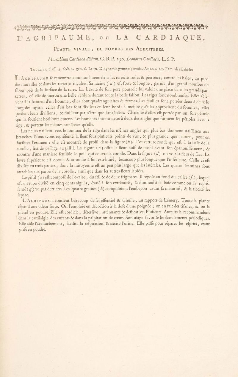 PAGRIPAUME, ou LA CARDIAOUE, PLANTE VIVACE , DU NOMBRE DES ÂLEXITERES, Marrubium Cardiaca dictum. C. B. P. 230. Leonorus Cardiaca. , S.P, Tourner. claff. 4. fe. 2. gen. 6. Linn. Didynamia gymnofpermia. Apans. 25. Fam. des Labiées F'AcrirauMe fe rencontre communément dans les terreins rudes & pierreux, contre les haies, au pied des murailles & dans les terreins incultes. Sa racine ( a ) eft forte & longue, garnie d’un grand nombre de fibres ne de la furface de la terre. La beauté de fon port pourroit lui valoir une place ra les grands par. serres, où elle donneroit une belle verdure durant toute la belle faifon. Les tiges font nombreufes. Ete s'éle- vent à la hauteur d’un homme; elles font quadrangulaires & fermes. Les feuilles font portées deux à deux le long des riges : celles d'en bas font divifées en leur bord : à mefure qu'elles approchent du fommet , elles perdent leurs divifions, & finiflent par n'être que lancéolées. Chacune d'elles eft portée par un fort pétiole qui la foutient horifontalement. Les branches fortent deux à deux des angles que forment les pétioles avec la tige , & portent les mêmes caracteres qu'elle. Les fleurs naiflent vers le fommet de la tige dans les mêmes angles qui 7 bas donnent naïiffance aux branches. Nous avons repréfenté la fleur fous plufieurs points de vue, & plus grande que nature, pour en faciliter l'examen : elle eft montrée de profil dans la figure (6). pod ronde qui eft à la bal de la corolle , fert de paflage au piftil. La figure (c) offre la fleur aufh de profil avant fon épanouiflement, & montre d’une maniere fenfible le poil qui couvre la corolle, Dans la figure (4) on voit la fleur de face. La levre fupérieure eft obtufe & arrondie à fon extrémité, beaucoup plus longue que l’inférieure. Celle-ci eft divifée en trois parties , dont la mitoyenne eft un peu plus large que les latérales. Les quatre étamines font attachées aux parois de la corolle , ainfi que dans les autres ds labiées. Le piftil (e) eft compolé de l'ovaire , du fil & de deux Rires I repofe au fond du calice Le. lequel eft un ne divifé en cinq dents aiguës, évalé à fon extrémité, & diminué à fa bafe comme on l’a repré. fenté (2 ) vu par derriere. Les quatre graines (4) compoloient l'embryon avant fa maturité, & la ficcité les fépare. L'AGRIPAUME contient beaucoup de fel effentiel & d'huile, au sppon de Lémery. Toute la plante répand une odeur forte. On l'emploie en décoction à la dofe d’une poignée ; on en fait des tifanes, & on la prend en poudre. Elle eft cordiale, déterfive , atténuante & deflicative. Plufieurs Auteurs la recommandent | dans la cardialgie des enfants & dans la palpitation de cœur. Son ufage favorife les écoulements périodiques. Elle aide l'accouchement, facilite la refpiration & excite l'urine. Elle pafle pour réparer les efprits , écanc prife en poudre,