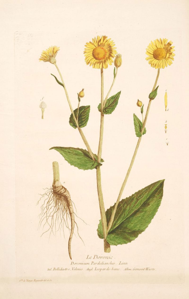 COUC . Le Do POP ’ VOILDECACI Pardalianches., La url 3 Genw’en = =. y De É F7 7 NET TAN TP D EI, D or £ Jal. Bell lastro. Velenio Angl Leopards-bane. Allem Ce