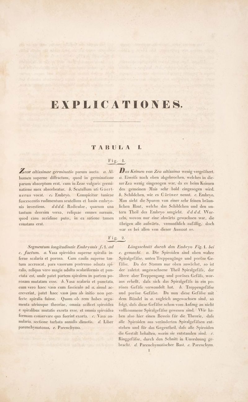 1: Feae altissimae germinatio parum aucta. a. Al- bumen superne diffractum, quod in germinatione parum absorptum erat, cum in Zeae vulgaris germi- natione mox absorbeatur. 5. Scutellum uti Gaert- nerus vocat. c. Embryo. Conspicitur tunicae fuscescentis rudimentum scutellum et basin embryo- dddd. Radiculae, quarum una nis investiens. tantum deorsim versa, reliquae omnes sursum, quod casu accidisse puto, in ea salione tamen constans erat. Das Keimen von Zea altissima wenig vergrölsert. a. Eiweils nach oben abgebrochen, welches in die- ser Zea wenig eingesogen war, da es beim Keimen des gemeinen Mais sehr bald eingesogen wird. b. Schildchen, wie es Gärtner nennt. c. Embryo. Man sieht die Spuren von einer sehr feinen bräun- lichen. Haut, welche das Schildchen und den un- d d dd. Wur- zeln, wovon nur eine abwärts gewachsen war, die tern Theil des Embryo umgiebt. übrigen alle aufwärts, vermuthlich zufällig, doch war es bei allen von dieser Aussaat so. Segmentum longitudinale Embryonis f.1. ad c. factum. a. Vasa spiroidea superne spiralia in- ferne scalaria et porosa. Cum caulis superne tan- tum accrescat, pars vasorum postremo adnata spi- ralis, reliqua vero magis adulta scalariformis et pun- ctata est, unde patet partem spiralem in partem po- rosam mutatam csse. b. Vasa scalaria et punctata, cum vero haec vasa cum fasciculo ad a. simul ac- creverint, patet haec vasa jam ab initio non per- fecte spiralia fuisse. . Quam ob rem habes argu- menta utriusque theoriae, omnia scilicet spiroidea e spiralibus mutatis exorta esse, et omnia spiroidea formam conservare qua fuerint exorta. c. Vasa an- d. Liber nularia, sectione turbata annulis dimotis. parenchymatosus. e. Parenchyma. Längsschnitt durch den Embryo Fig.1. bei c. gemacht. a. Die Spiroiden sind oben wahre Spiralgefälse, unten Treppengänge und poröse Ge- fälse. Da der Stamm nur oben anwächst, so ist der zuletzt angewachsene Theil Spiralgefäls, der ältere aber Treppengang und poröses Gefäls, wor- aus erhellt, dafs sich das Spiralgefäls in ein po- röses Gefäls verwandelt hat. ^5. Treppengefälse und poröse Gefälse. Da nun diese Gefälse mit - dem Bündel in a. zugleich angewachsen sind, so folet, dafs diese Gefälse schon vom Anfang an nicht vollkommene Spiralgefälse gewesen sind. Wir ha- ben also hier einen Beweis für die Theorie, dafs alle Spiroiden aus veränderten Spiralgefälsen ent- stehen und für das Gegentheil, dals alle Spiroiden die Gestalt behalten, worin sie entstanden sind. c. Ringgefälse, durch den Schnitt in Unordnung ge- bracht. d. Parenchymatischer Bast. e. Parenchym.