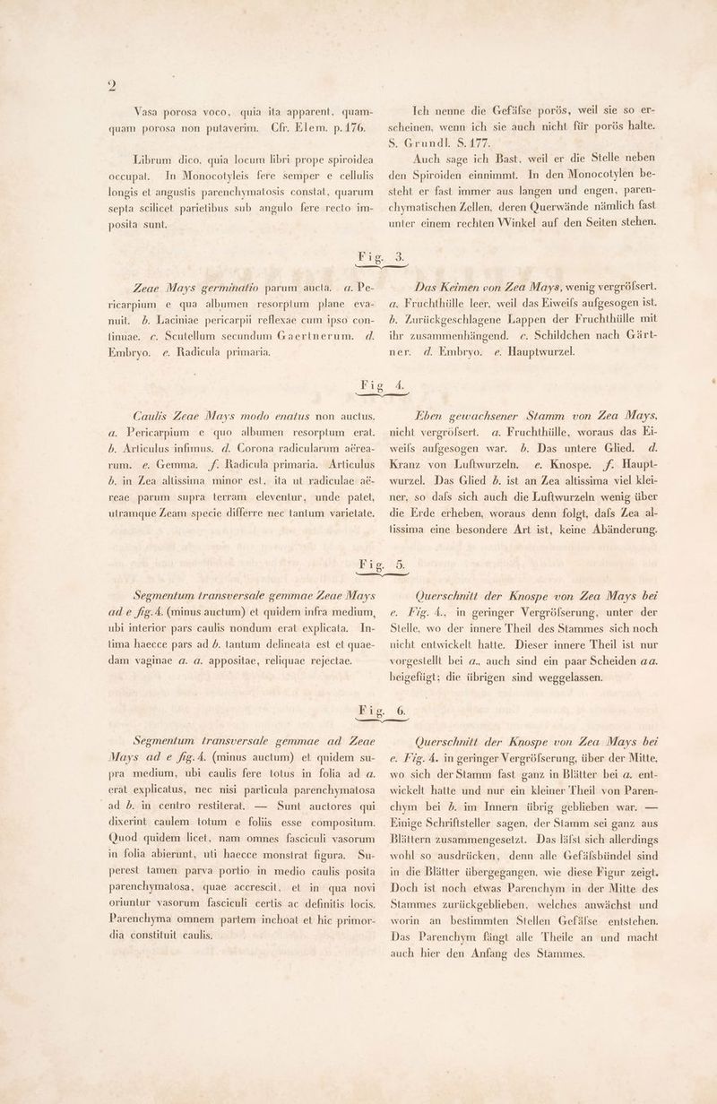 a Vasa porosa voco, quia ita apparent, quam- quam porosa non putaverim. Cfr. Elem. p. 176. Librum dico, quia locum libri prope spiroidea occupat. In Monocotyleis fere semper e cellulis longis et angustis parenchymatosis constat, quarum septa scilicet parietibus sub angulo fere recto im- posita sunt. Ich nenne die Gefüfse porós, weil sie so er- scheinen, wenn ich sie auch nicht für porös halte. S. Grundl. S. 177. | Auch sage ich Bast, weil er die Stelle neben den Spiroiden einnimmt. In den Monocotylen be- steht er fast immer aus langen und engen, paren- chymatischen Zellen, deren Querwände nämlich fast unter einem rechten VVinkel auf den Seiten stehen. Fue. 8. ae, nn Zeae Mays germinatio parum aucta. a. Pe- Das Keimen von Zea Mays, wenig vergrölsert. ricarpium e qua albumen resorptum plane eva- nuit. 5. Laciniae pericarpii reflexae cum ipso con- linuae. c. Scutellum secundum Gaertnerum. d. a. Fruchthülle leer, weil das Eiweifs aufgesogen ist. b. Lurückgeschlagene Lappen der Fruchthülle mit ihr zusammenhängend. c. Schildchen nach Gärt- Embryo. e. Radicula primaria. ner. d. Embryo. e. Hauptwurzel. Pag. 4 u ae Caulis Zeae Mays modo enatus non auctus. a. Pericarpium e quo albumen resorptum erat. b. Articulus infimus. d. Corona radicularum aérea- rum. e. Gemma. f. hadicula primaria. Articulus b. in Zea altissima minor est, ita ut radiculae ae- reae parum supra terram eleventur, unde patet, ulramque Zeam specie differre nec tantum varietate. Eben gewachsener Stamm von Zea Mays, a. Fruchthülle, woraus das Ei- b. Das untere Glied. 4. e. Knospe. f. Haupt- wurzel Das Glied 2. ist an Zea altissima viel klei- nicht vergrölsert. weils aufgesogen war. Kranz von Luftwurzeln. ner, so dals sich auch die Luftwurzeln wenig über die Erde erheben, woraus denn folgt, dafs Zea al- lissima eine besondere Art ist, keine Abänderung. Segmentum transversale gemmae Zeae Mays ad e frg. 4. (minus auctum) et quidem infra medium, In- tima haecce pars ad 5. tantum delineata est et quae- ubi interior pars caulis nondum erat explicata. dam vaginae a. a. appositae, reliquae rejectae. Querschnitt der Knospe von Zea Mays bei e. Fig. Á, in geringer Vergrölserung, unter der Stelle, wo der innere Theil des Stammes sich noch nicht entwickelt hatte. vorgestellt bei a., auch sind ein paar Scheiden aa. Dieser innere Theil ist nur beigefügt; die übrigen sind weggelassen. Segmentum transversale gemmae ad Zeae Mays ad e fig.4. (minus auctum) et quidem su- pra medium, ubi caulis fere totus in folia ad a. erat explicatus, nec misi particula parenchymatosa ad 5. in centro restiterat. — Sunt auctores qui dixerint caulem totum e foliis esse compositum. Quod quidem licet, nam omnes fasciculi vasorum in folia abierunt, uti haecce monstrat figura. Su- perest tamen parva portio in medio caulis posita parenchymatosa, quae accrescit, et in qua novi oriuntur vasorum fasciculi certis ac definitis locis. Parenchyma omnem partem inchoat et hic primor- dia constituit caulis. Querschnitt der Knospe von Zea Mays bei e. Fig. 4. in geringer Vergrölserung, über der Mitte, wo sich der Stamm fast ganz in Blätter bei a. ent- wickelt hatte und nur ein kleiner Theil von Paren- chym bei 5. im Innern übrig geblieben war. — Einige Schriftsteller sagen, der Stamm sei ganz aus Blättern zusammengesetzt. Das láfst sich allerdings wohl so ausdrücken, denn alle Gefaüfsbündel sind in die Blätter übergegangen, wie diese Figur zeigt. Doch ist noch etwas Parenchym in der Mitte des Stammes zurückgeblieben, welches anwächst und worin an bestimmten Stellen Gefälse entstehen. Das Parenchym fängt alle Theile an und macht auch hier den Anfang des Stammes.