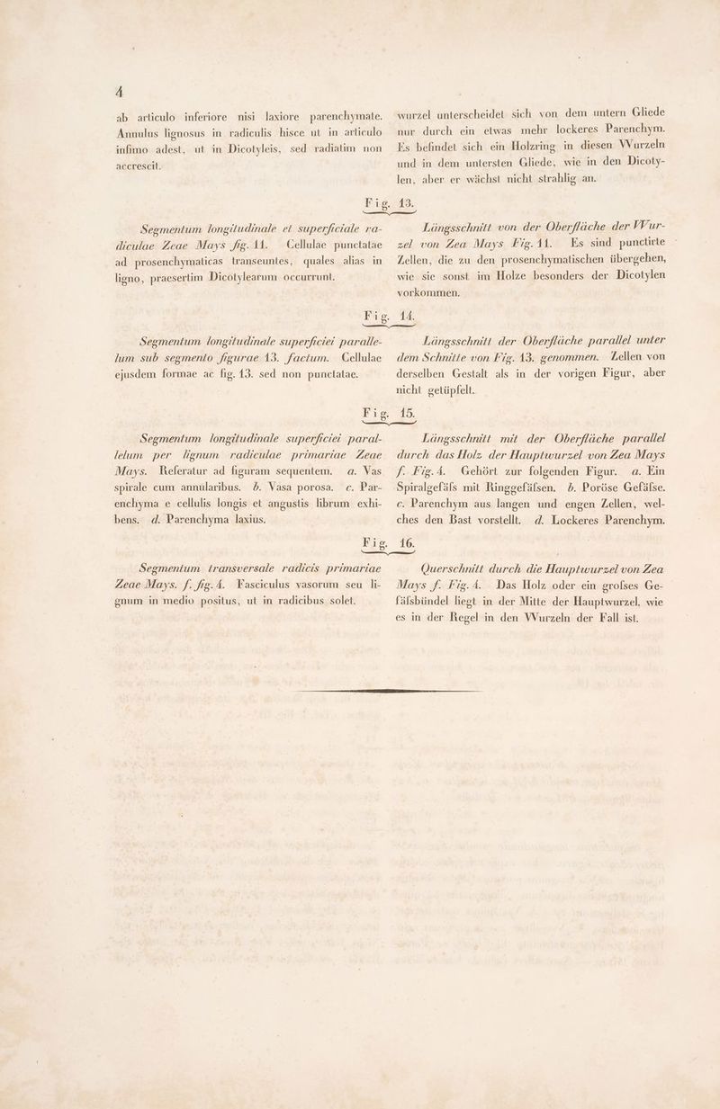 ab articulo inferiore nisi laxiore parenchymate. Annulus lignosus in radiculis hisce ut in articulo infimo adest, ut in Dicotyleis, sed radiatim non accrescit. wurzel unterscheidet sich von dem untern Gliede nur durch ein etwas mehr lockeres Parenchym. Es befindet sich ein Holzring in diesen VVurzeln und in dem untersten Gliede, wie in den Dicoty- len, aber er wächst nicht strahlig an. Segmentum longitudinale et superficiale ra- diculae Zeae Mays fig. 11. — Cellulae punctatae ad prosenchymaticas transeuntes, quales alias in ligno, praesertim Dicotylearum occurrunt. Lüngsschnitt von der Oberflüche der yVur- zel von Zea Mays Fig. 11. Es sind punctirte Zellen, die zu den prosenchymatischen übergehen, wie sie sonst im Holze besonders der Dicotylen vorkommen. Segmentum longitudinale superficiei. paralle- Cellulae ejusdem formae ac fig. 13. sed non punctatae. jum sub segmento figurae 13. factum. Lüngsschnilt der Oberfläche parallel unter dem Schnitte von Fig. 13. genommen. Lellen von derselben Gestalt als in der vorigen Figur, aber nicht getüpfelt. Segmentum longitudinale superficiei. paral- lelum per gnum radiculae primariae Zeae Mays. Meferatur ad figuram sequentem. a. Vas spirale cum annularibus. 5. Vasa porosa. c. Par- enchyma e cellulis longis et angustis librum exhi- bens. d. Parenchyma laxius. Längsschnitt mit der Oberfläche parallel durch das Holz der Hauptwurzel von Zea Mays f. Fig. 4. Spiralgefäls mit Ringgefälsen. b. Poröse Gefälse. Gehört zur folgenden Figur. a. Ein c. Parenchym aus langen und engen Zellen, wel- ches den Bast vorstellt. d. Lockeres Parenchym. Segmentum transversale radicis primariae Zeae Mays. f. fig. 4. Fasciculus vasorum seu h- gnum in medio positus, ut in radicibus solet. Querschnitt durch die Hauptwurzel von Zea Mays f. Fig. 4. fälsbündel liegt in der Mitte der Hauptwurzel, wie es in der Regel in den Wurzeln der Fall ist. Das Holz oder ein erofses Ge-